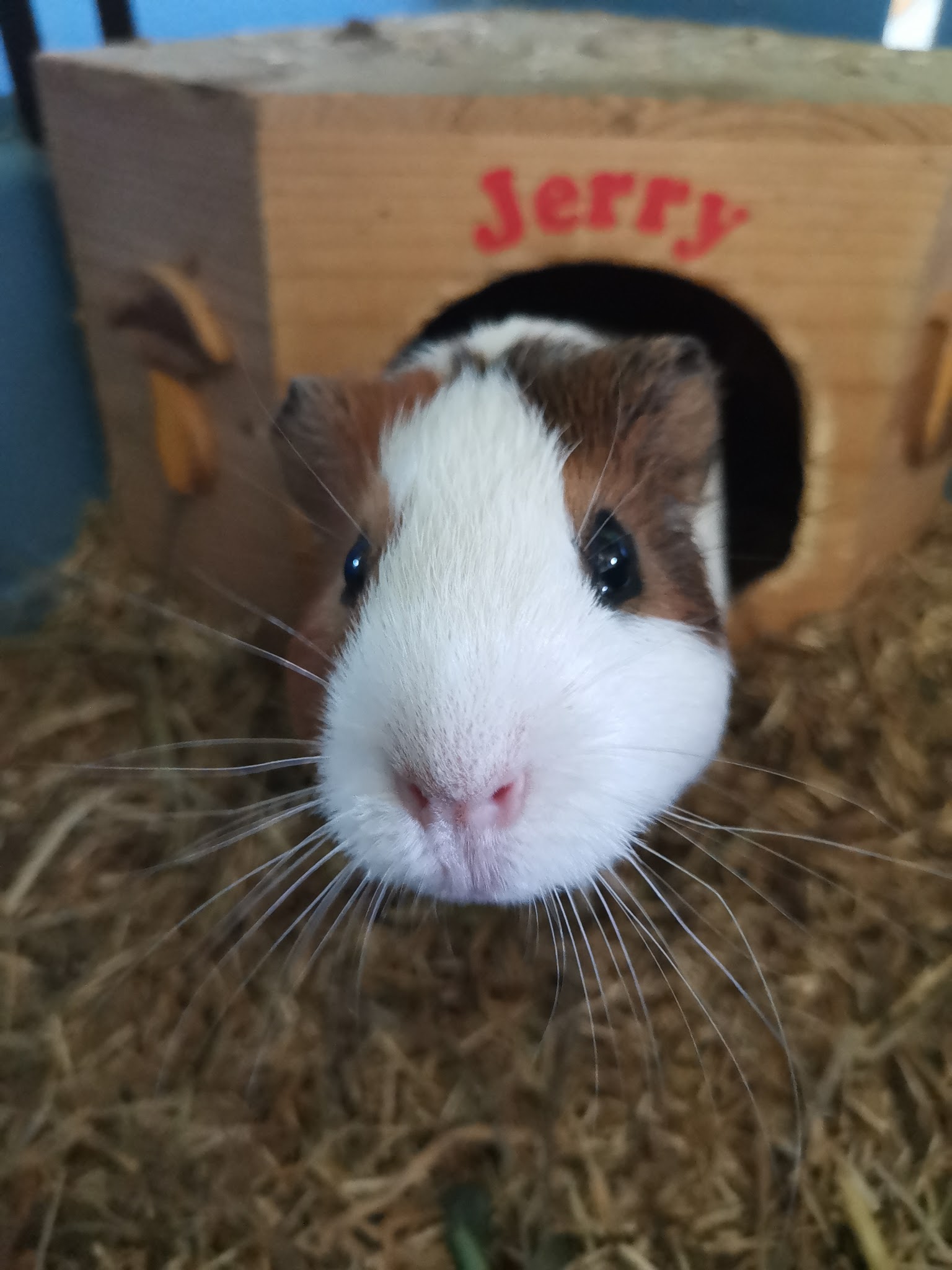 Echo Animal - Petsitter, garde d'animaux et Comportementaliste chien/chat/furet/lapin