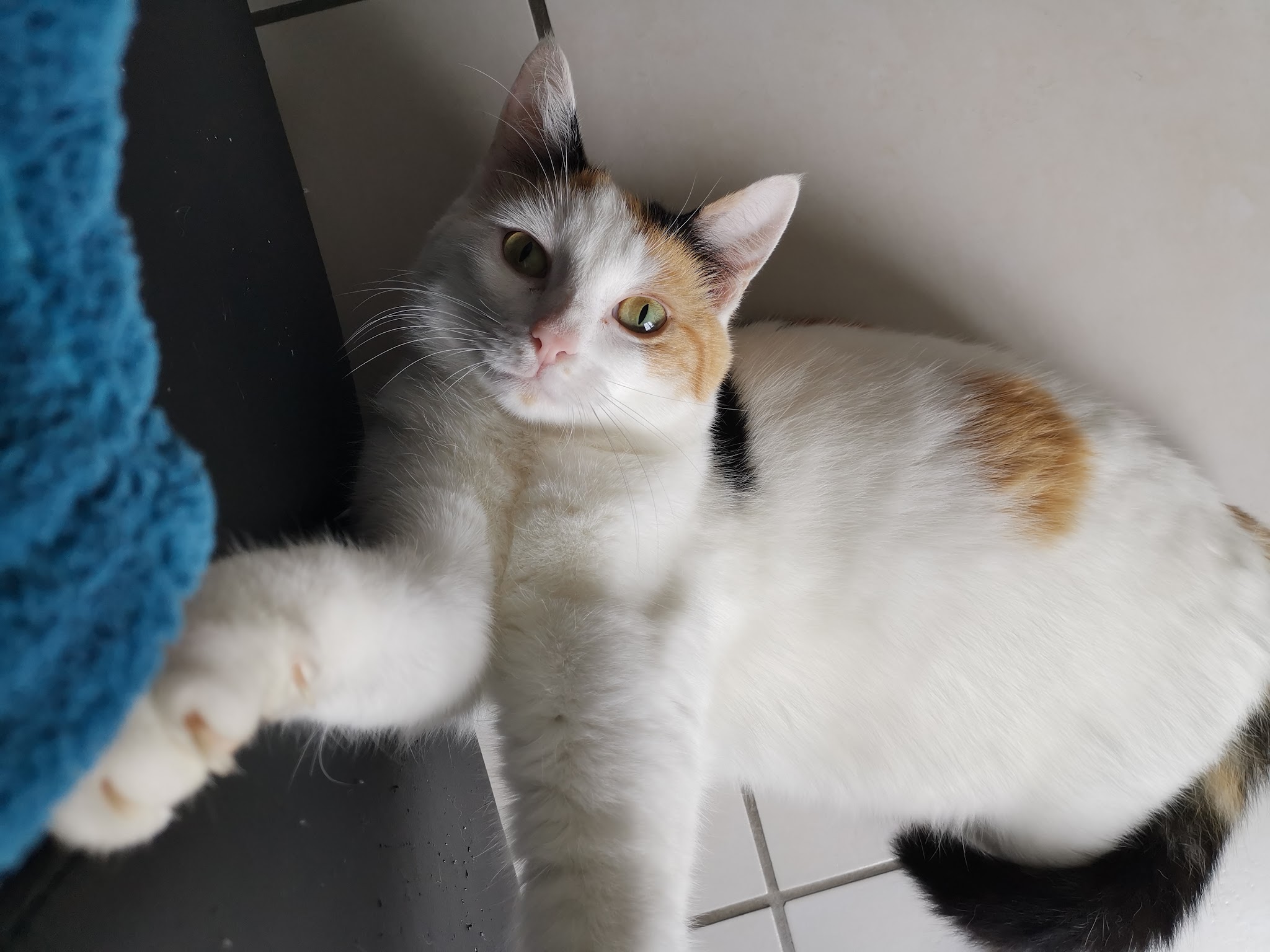 Echo Animal - Petsitter, garde d'animaux et Comportementaliste chien/chat/furet/lapin — photo