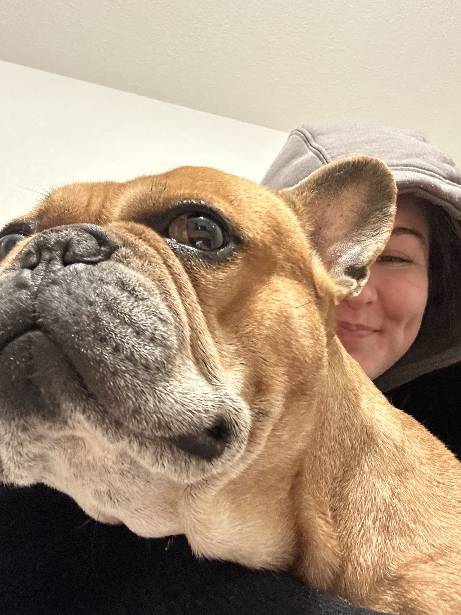 Alhena Petsitting — photo