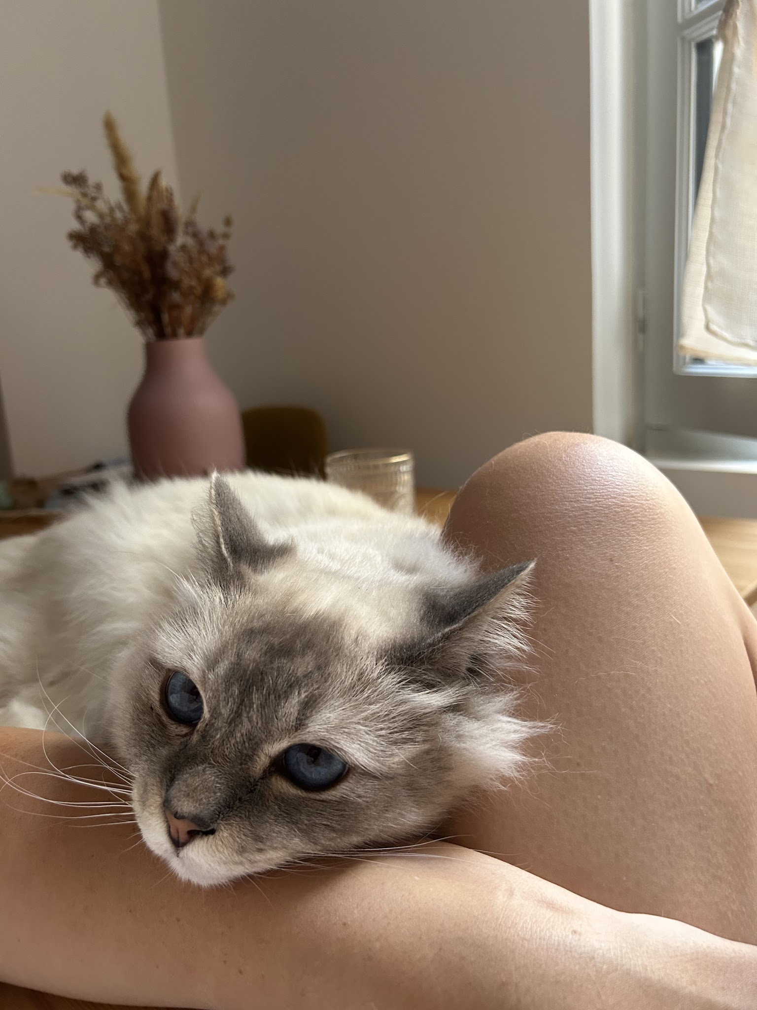 Alhena Petsitting — photo