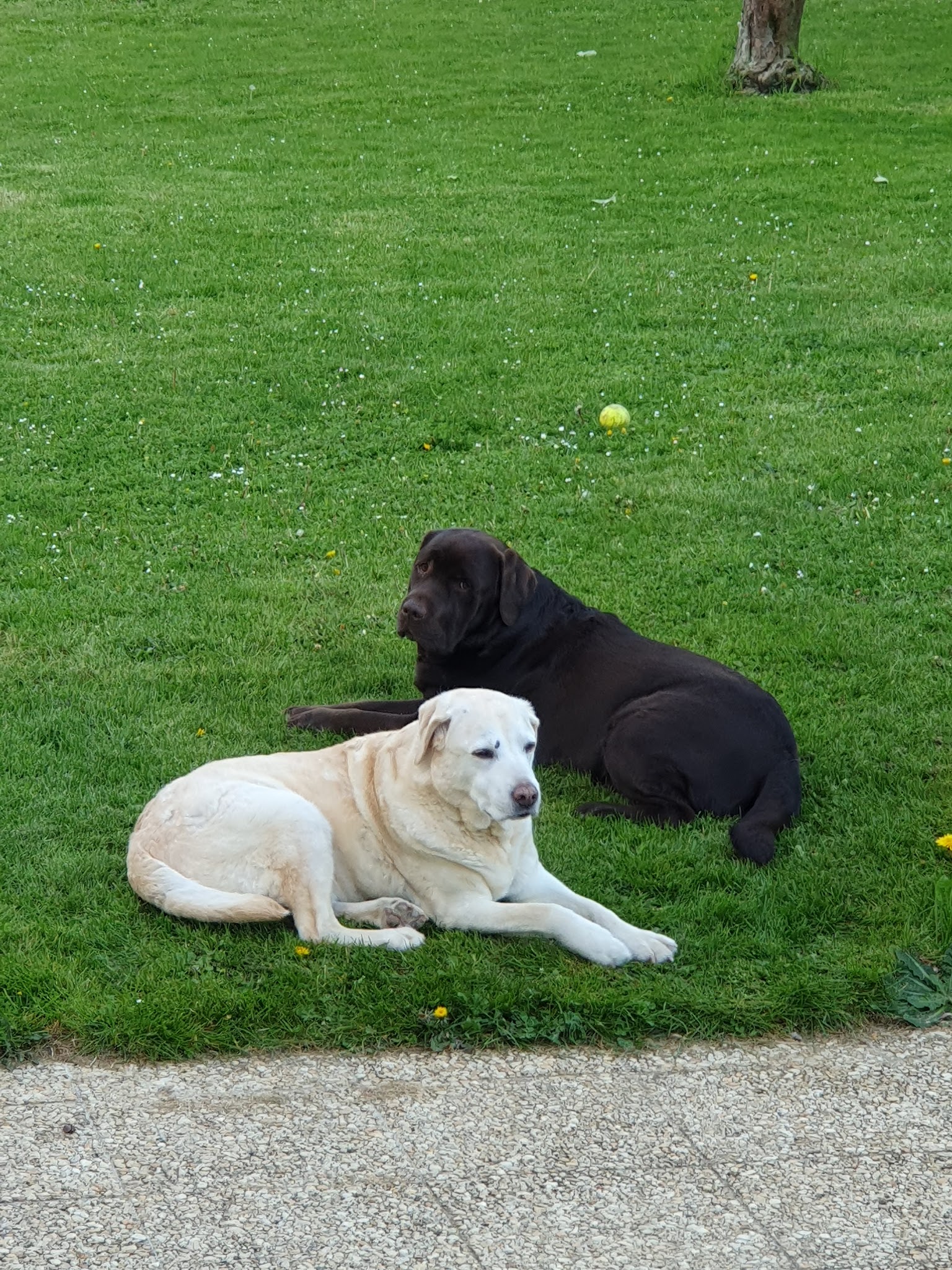 LE PARC DE PLEYBEN - Pension canine féline Élevage chiot Basset hound Bouledogue américain — photo