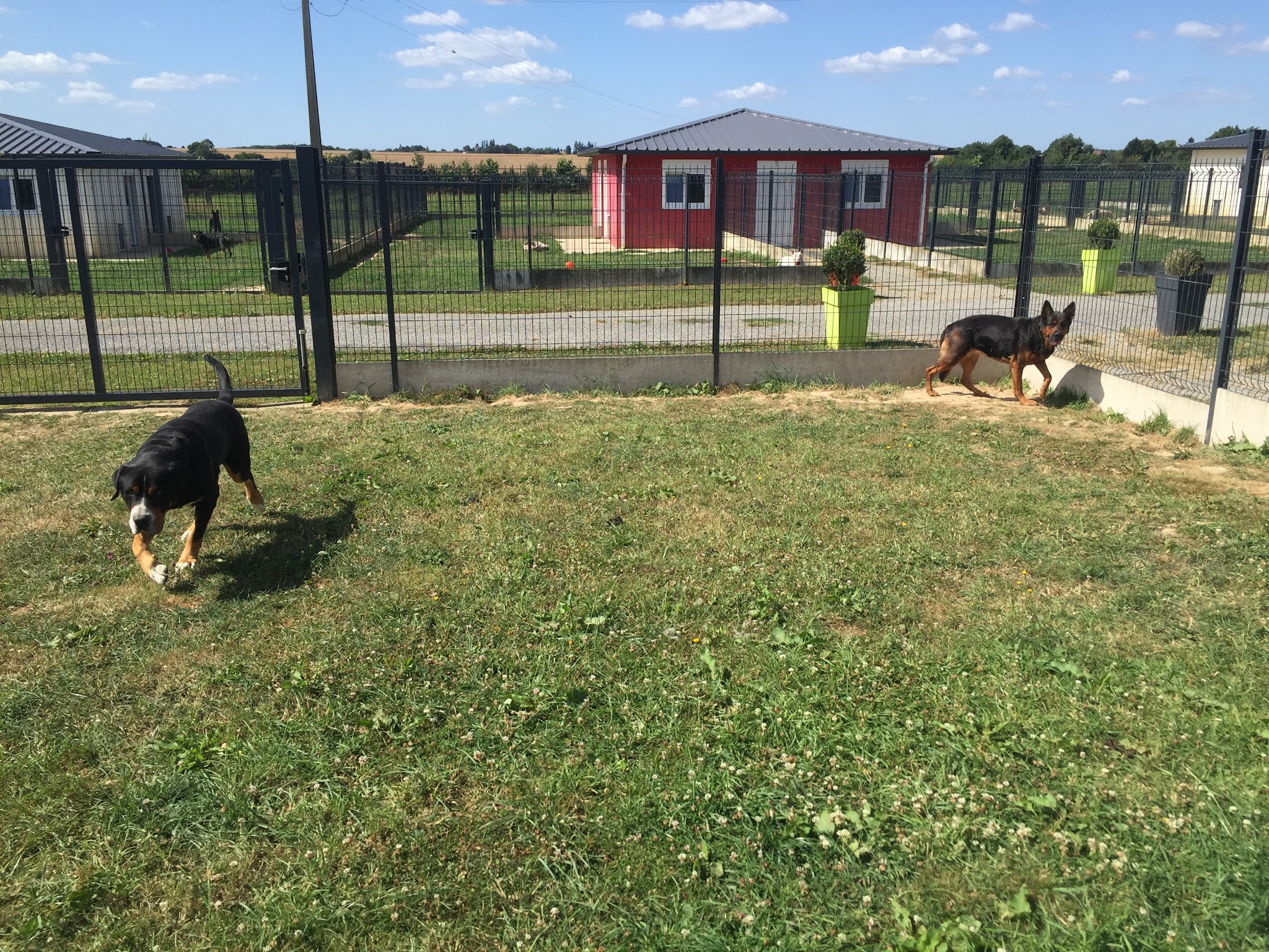 LE PARC DE PLEYBEN - Pension canine féline Élevage chiot Basset hound Bouledogue américain — photo