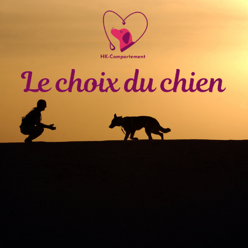 HK-comportement : communiquer avec son chien