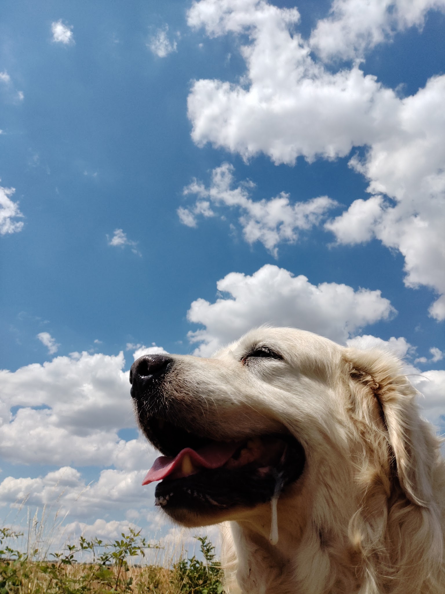 Amour de Golden — photo
