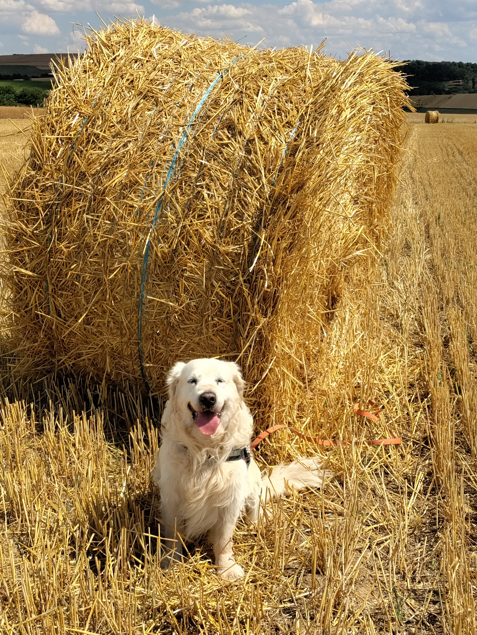 Amour de Golden — photo
