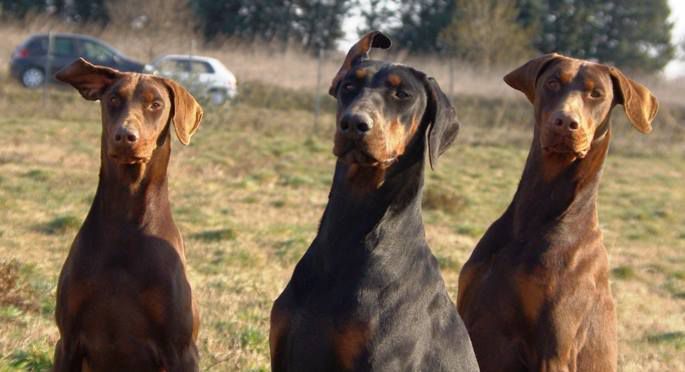 Centre Canin La Grignande — photo