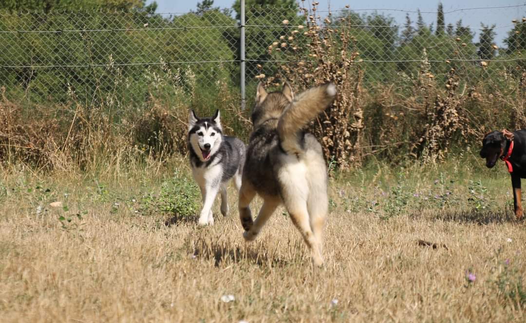 Centre Canin La Grignande — photo