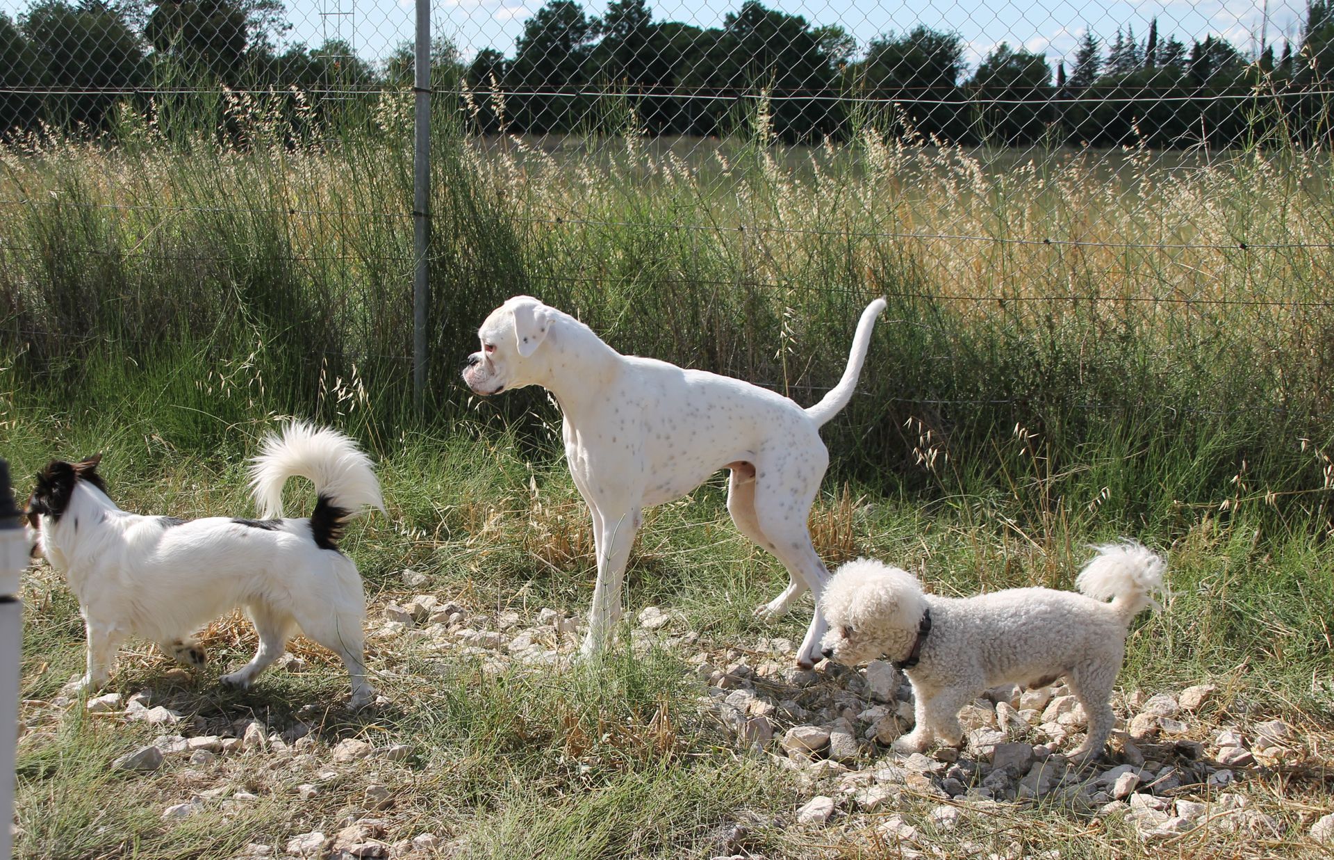 Centre Canin La Grignande — photo