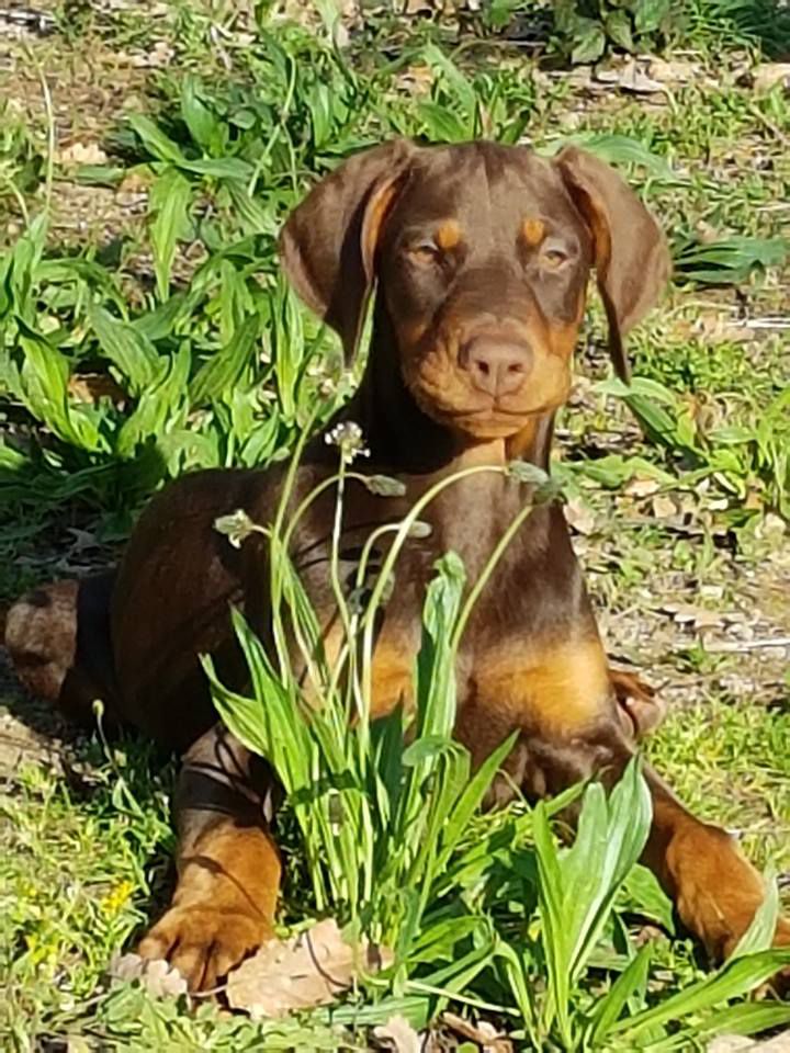 Centre Canin La Grignande — photo