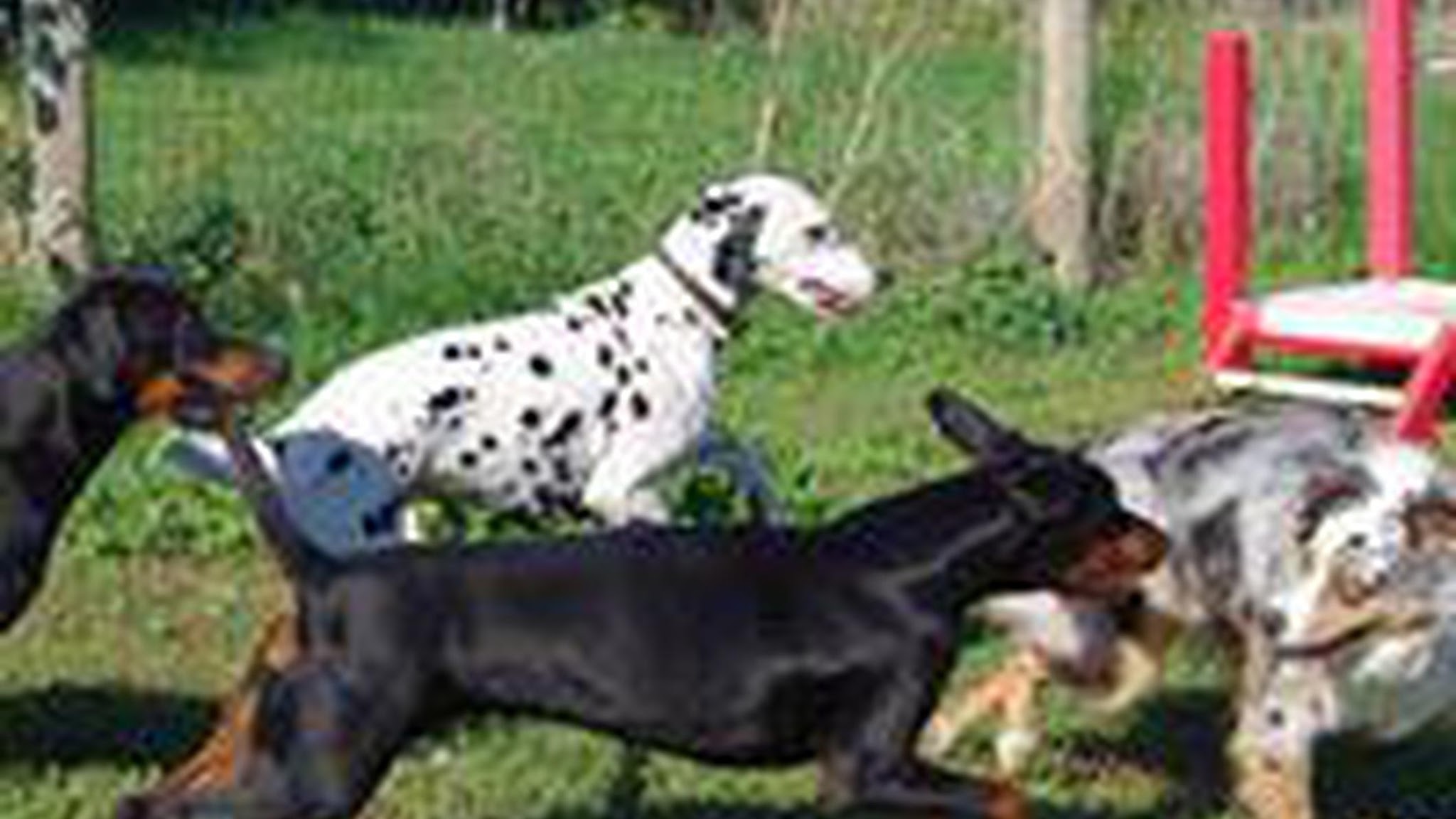 Centre Canin La Grignande