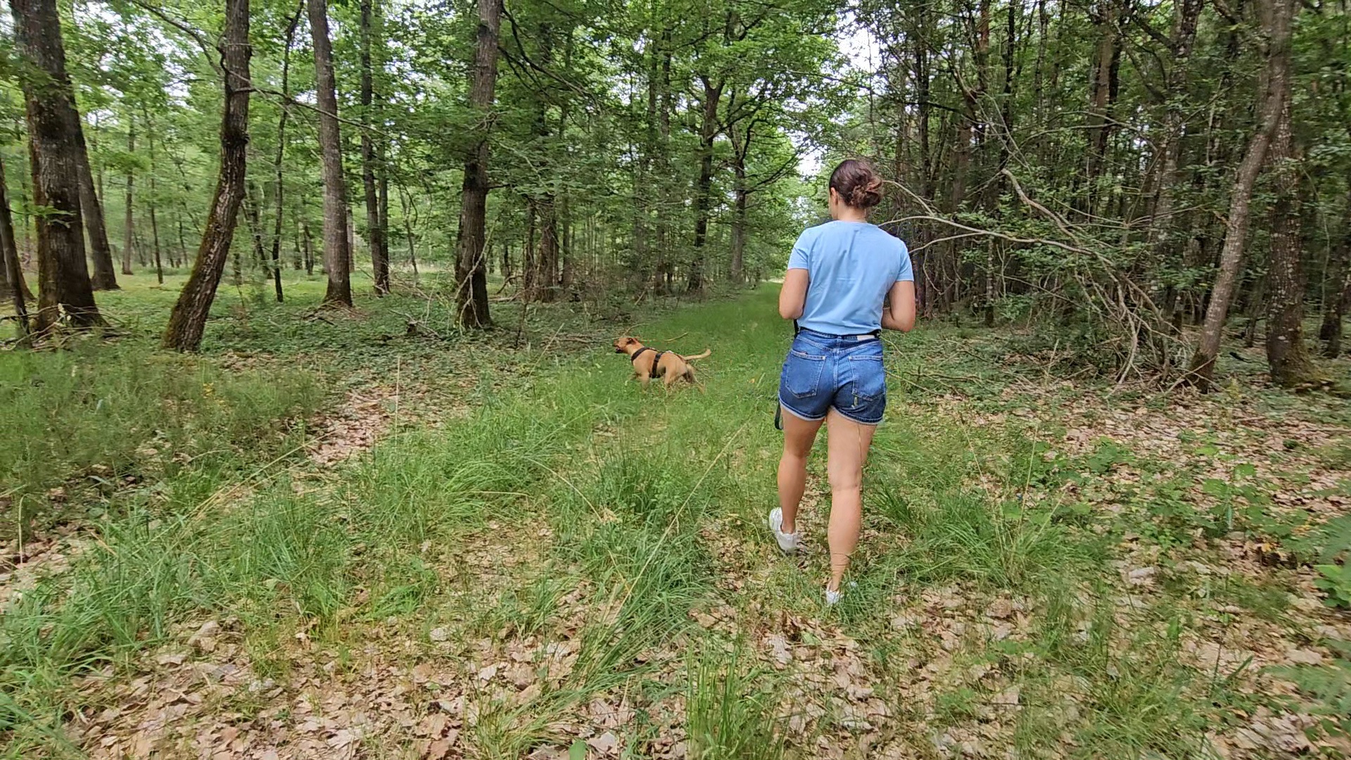 Rk-dog Pension canine, mantrailing — photo