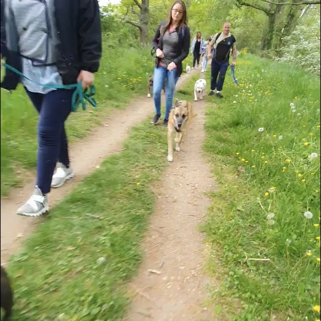 Rk-dog Pension canine, mantrailing