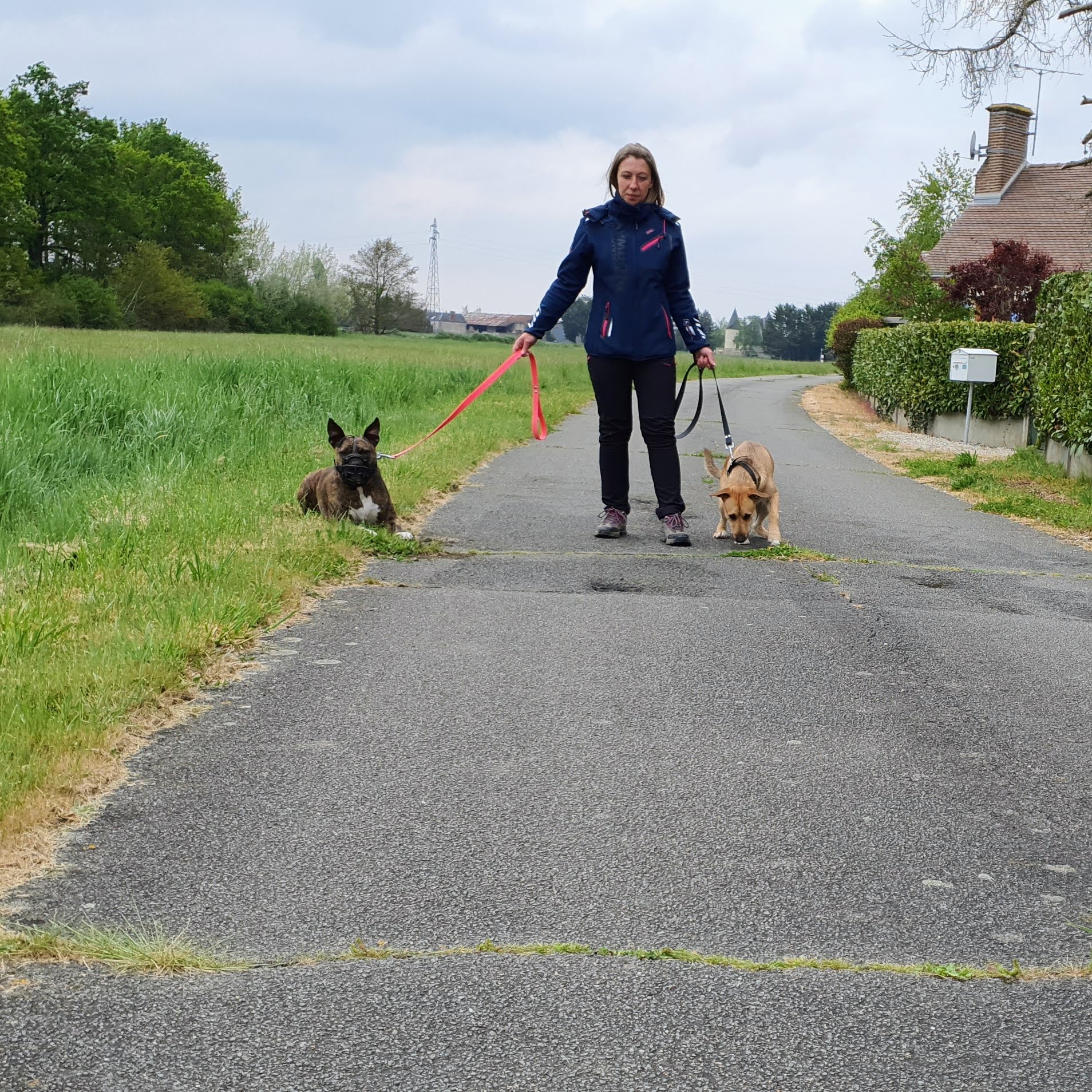 Rk-dog Pension canine, mantrailing — photo