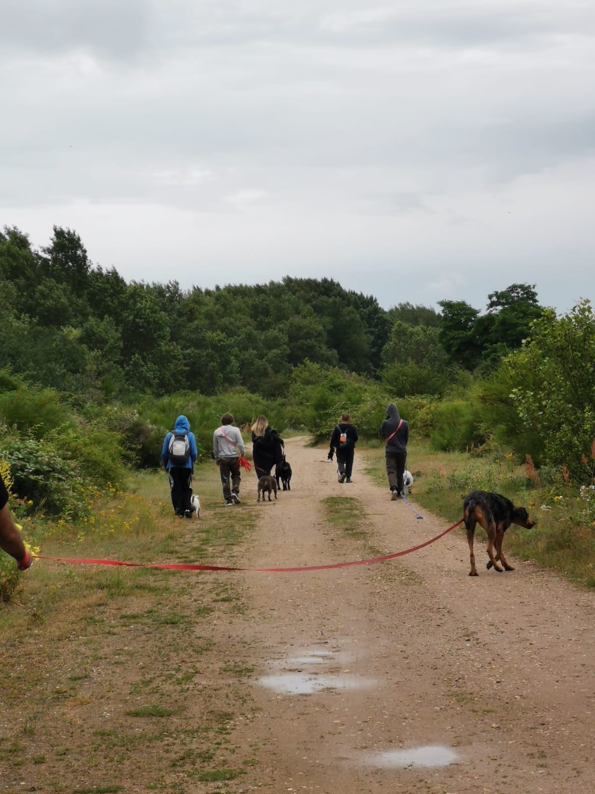 Rk-dog Pension canine, mantrailing — photo