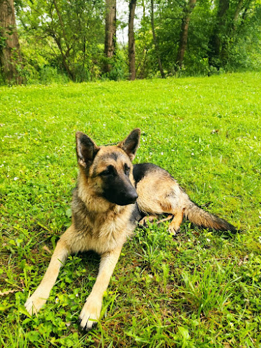 ABI'DOG Éducateur canin et garde de chiens Mourenx 64
