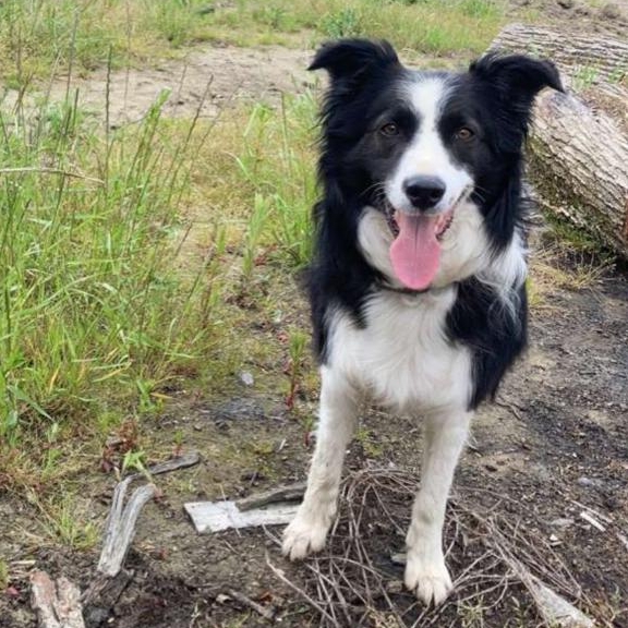 ABI'DOG Éducateur canin et garde de chiens Mourenx 64 — photo