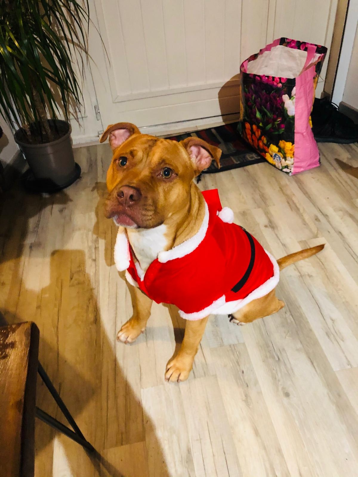 ABI'DOG Éducateur canin et garde de chiens Mourenx 64 — photo