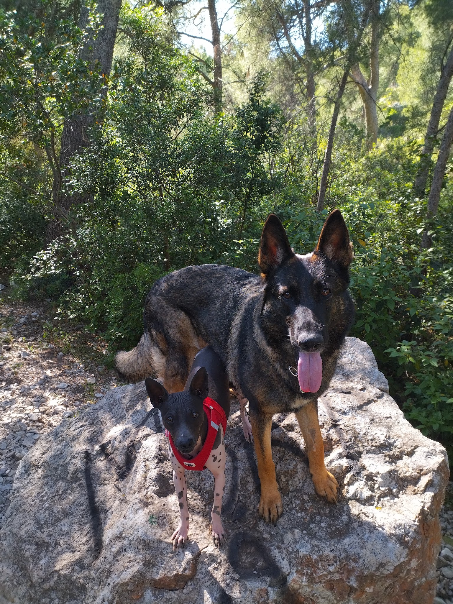 Les Coussinets Marseillais - centre aéré et d'éducation, évènements canins — photo