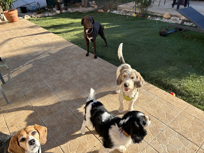 A la coloc des toutous Pension pour chien