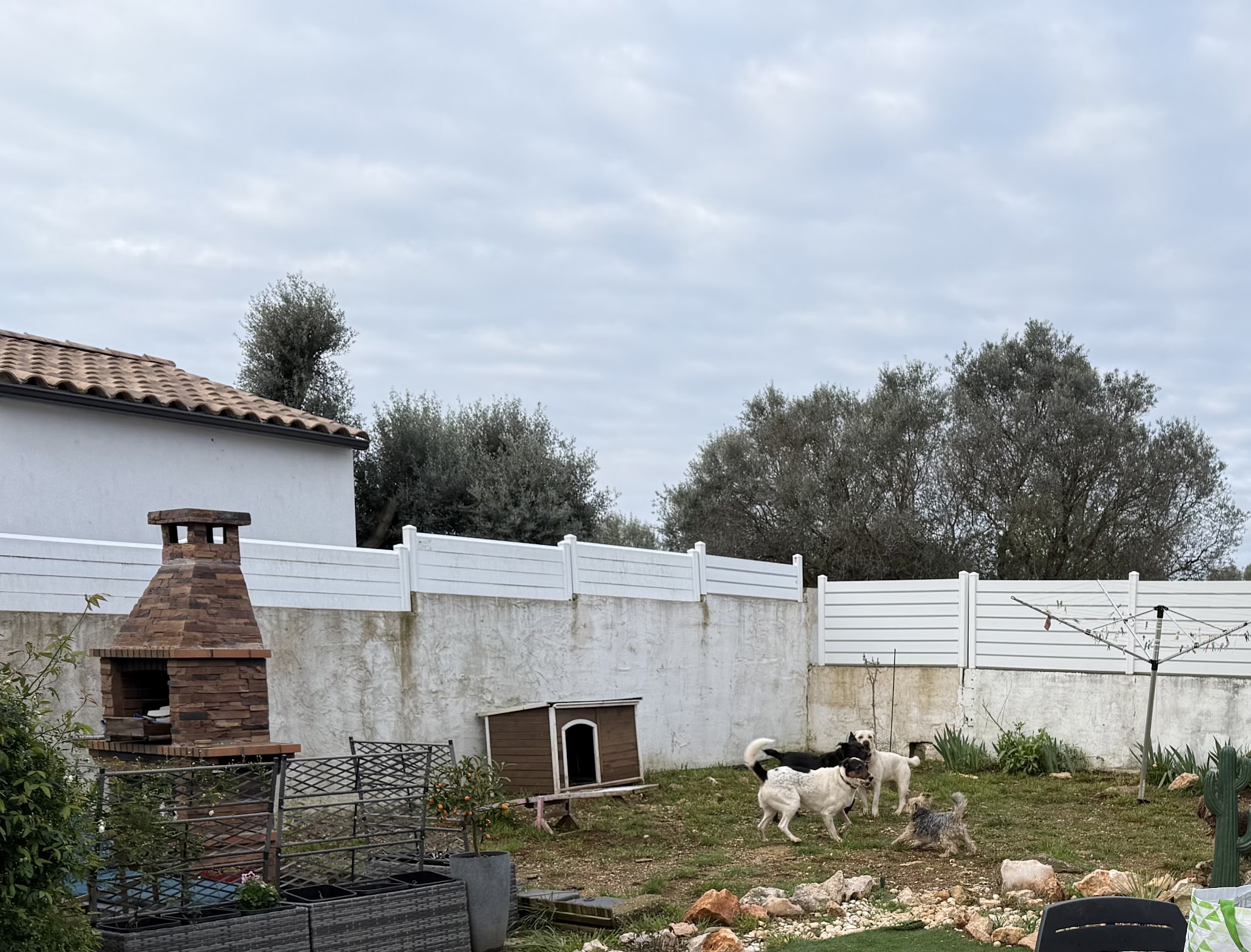 A la coloc des toutous Pension pour chien — photo