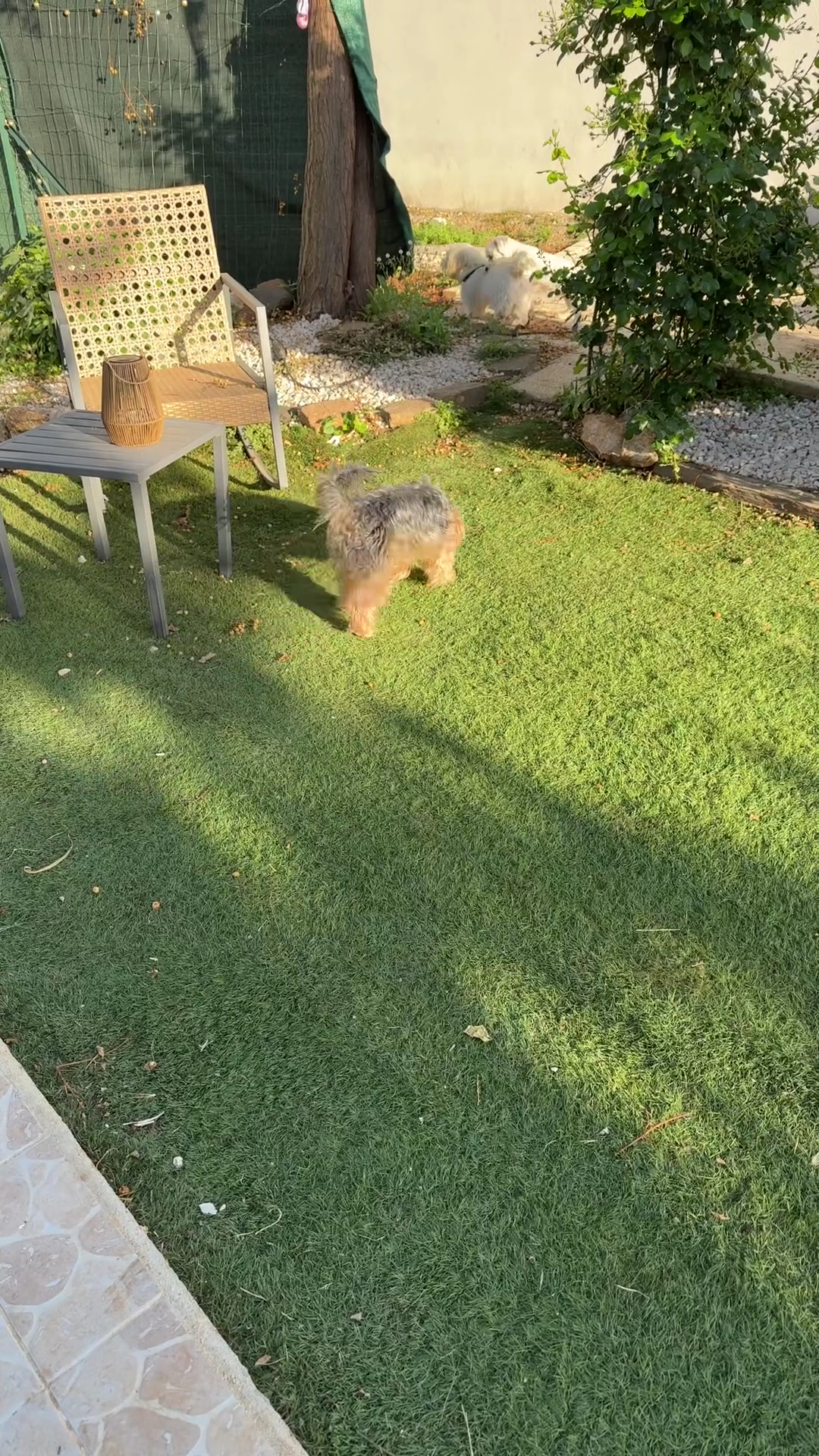 A la coloc des toutous Pension pour chien — photo