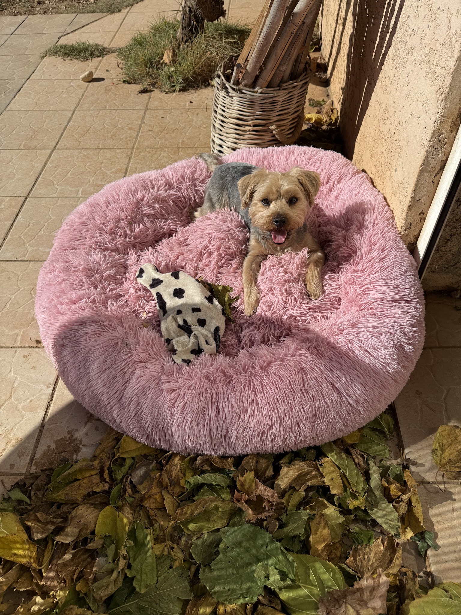 A la coloc des toutous Pension pour chien — photo