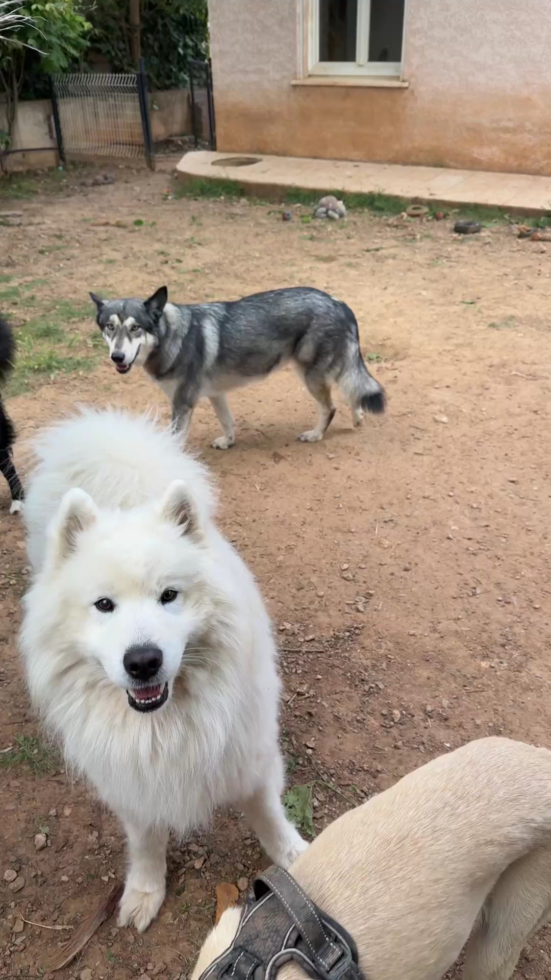 A la coloc des toutous Pension pour chien — photo
