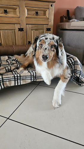 MAESTRO - Education Comportementaliste Canin & Pension familiale