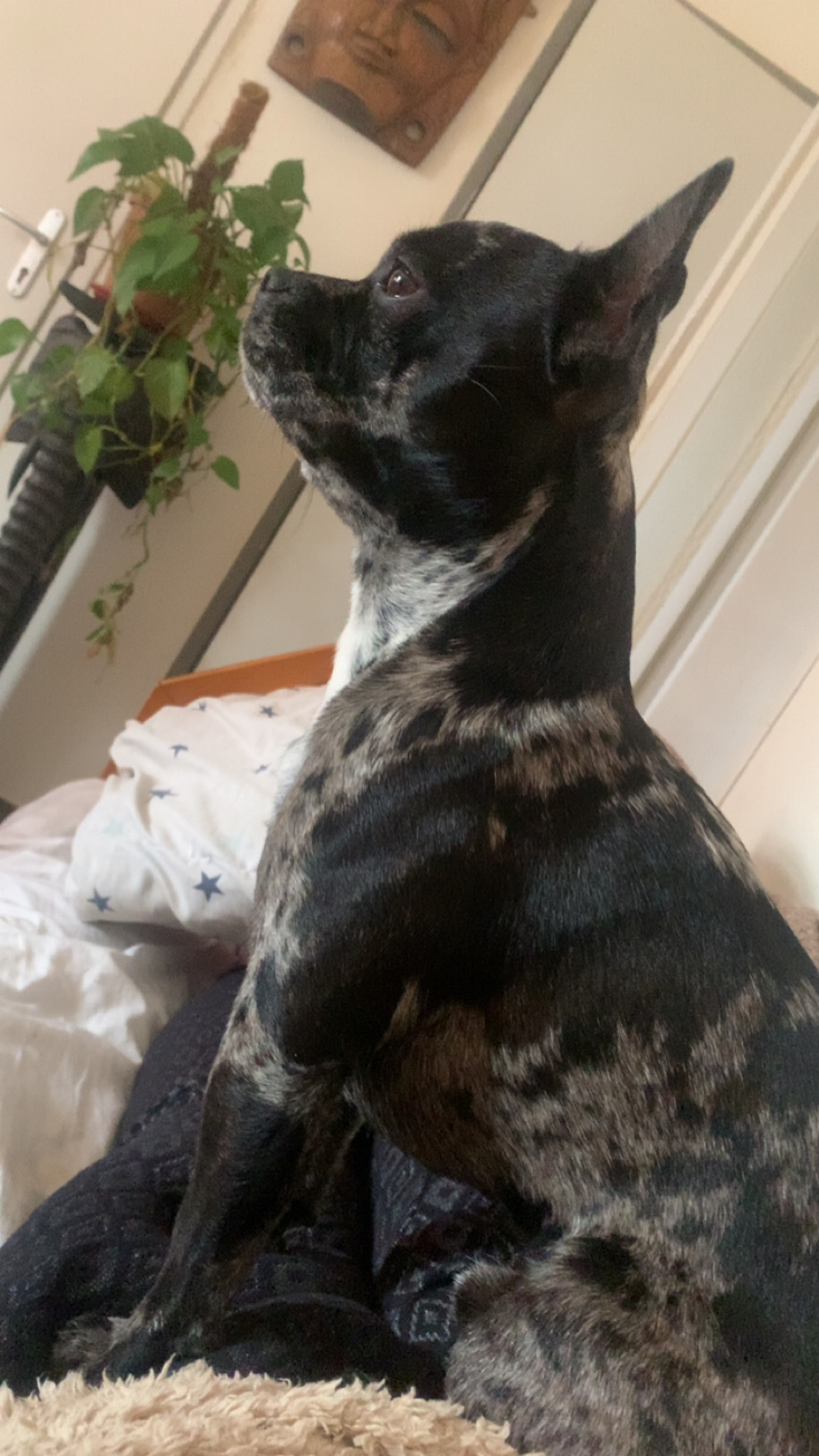 MAESTRO - Education Comportementaliste Canin & Pension familiale — photo
