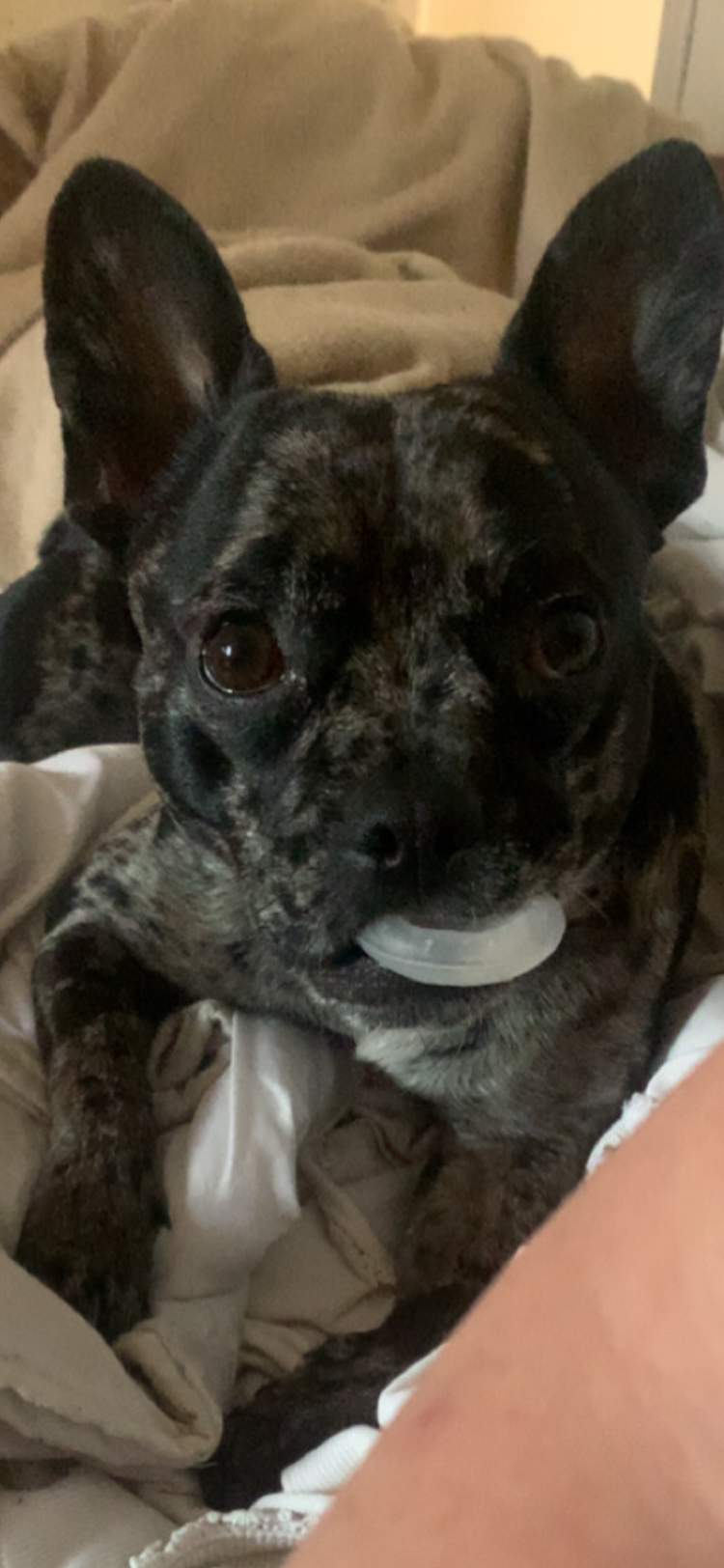 MAESTRO - Education Comportementaliste Canin & Pension familiale — photo