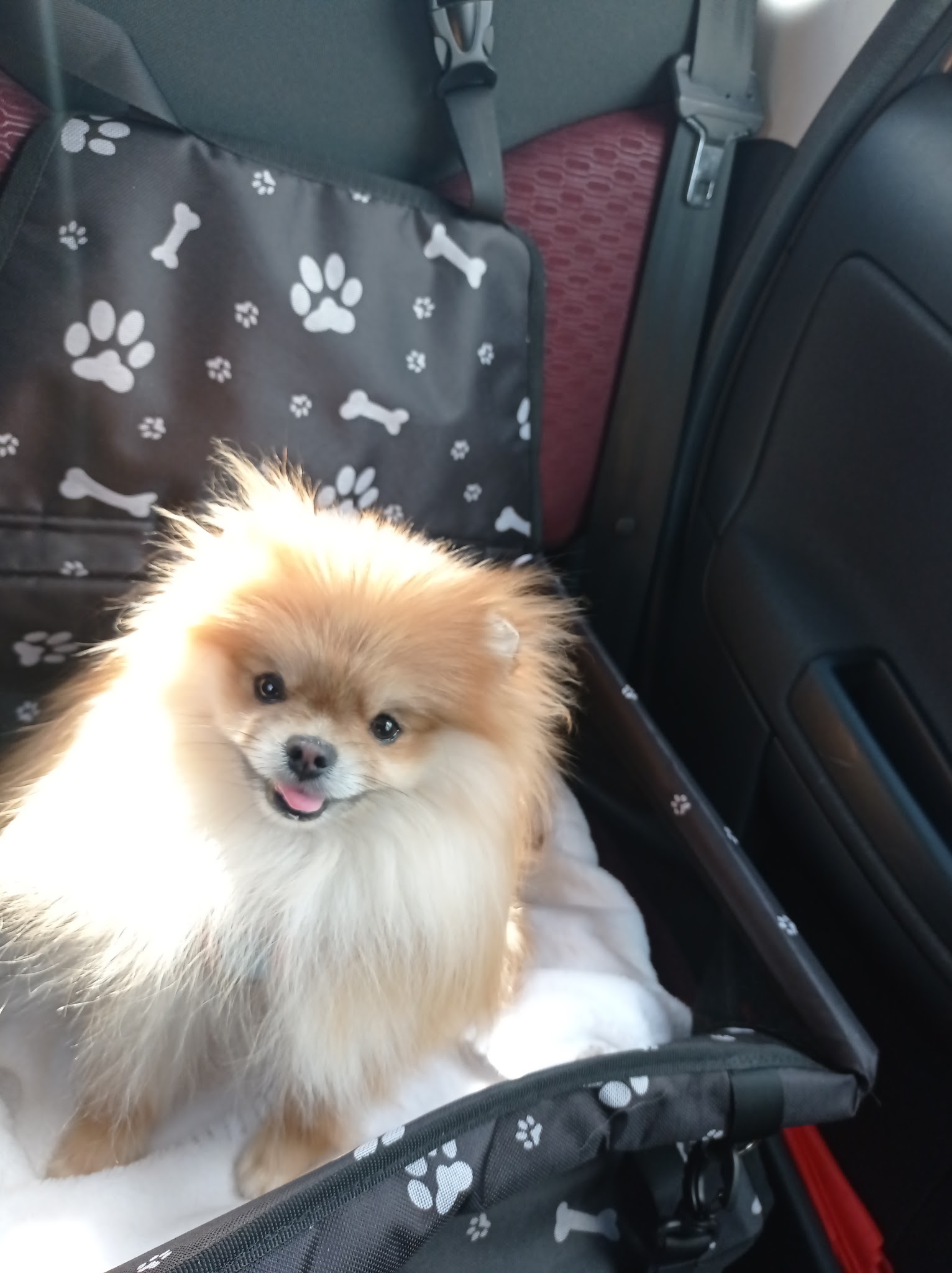 MAESTRO - Education Comportementaliste Canin & Pension familiale — photo