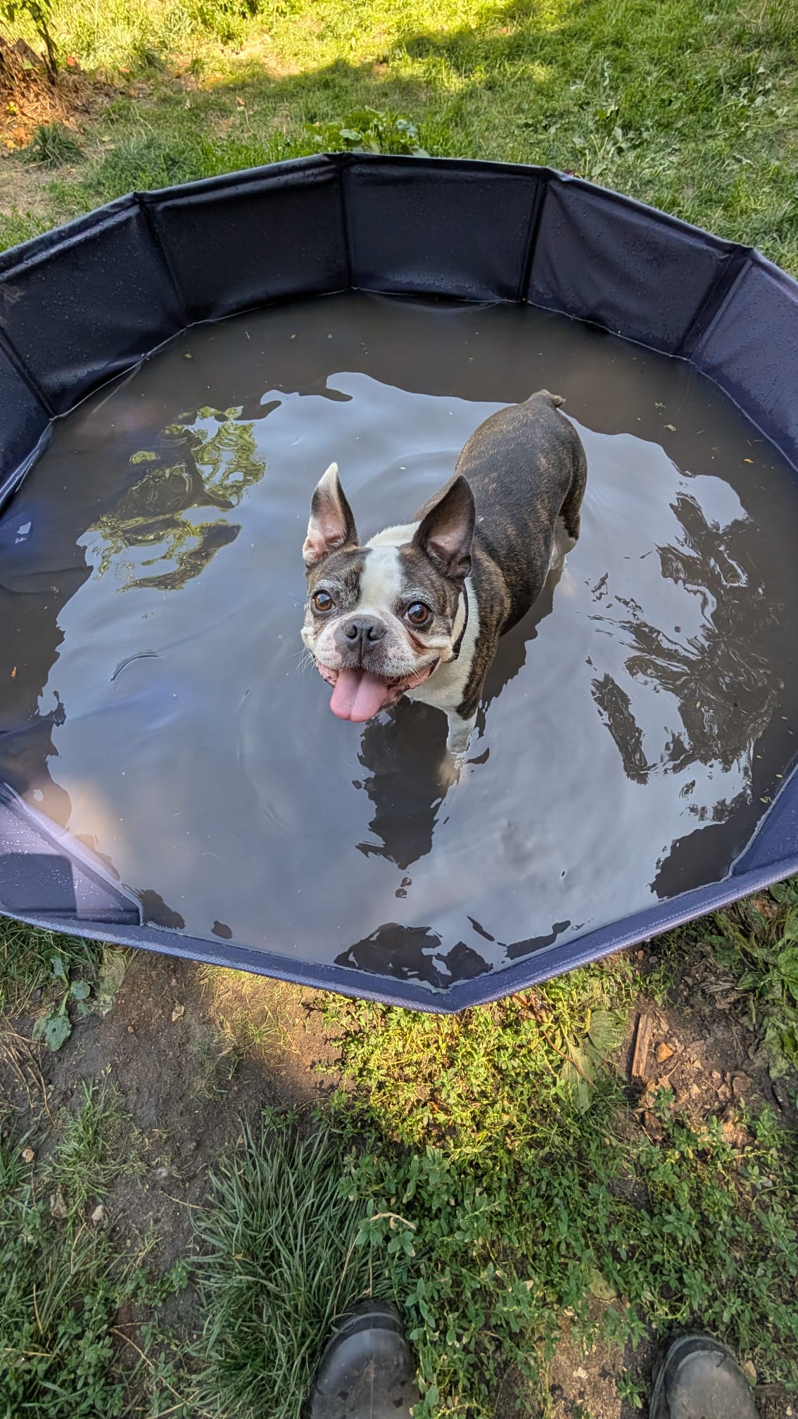 B'DOG — photo