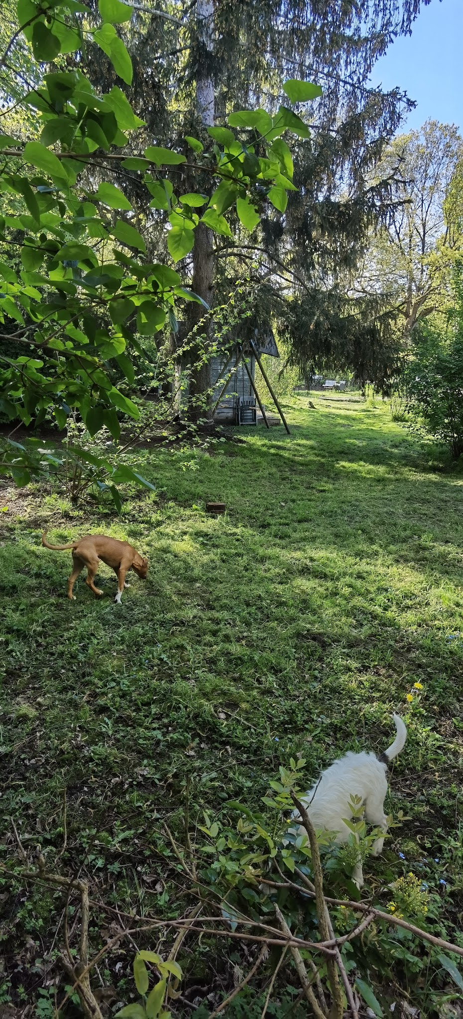 B'DOG — photo