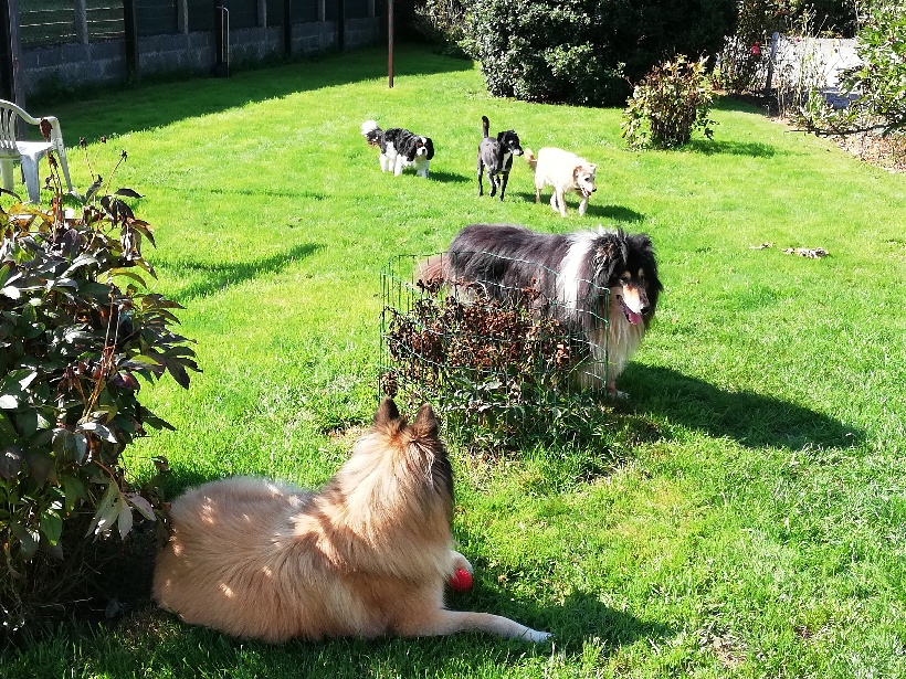 L auberge canine — photo