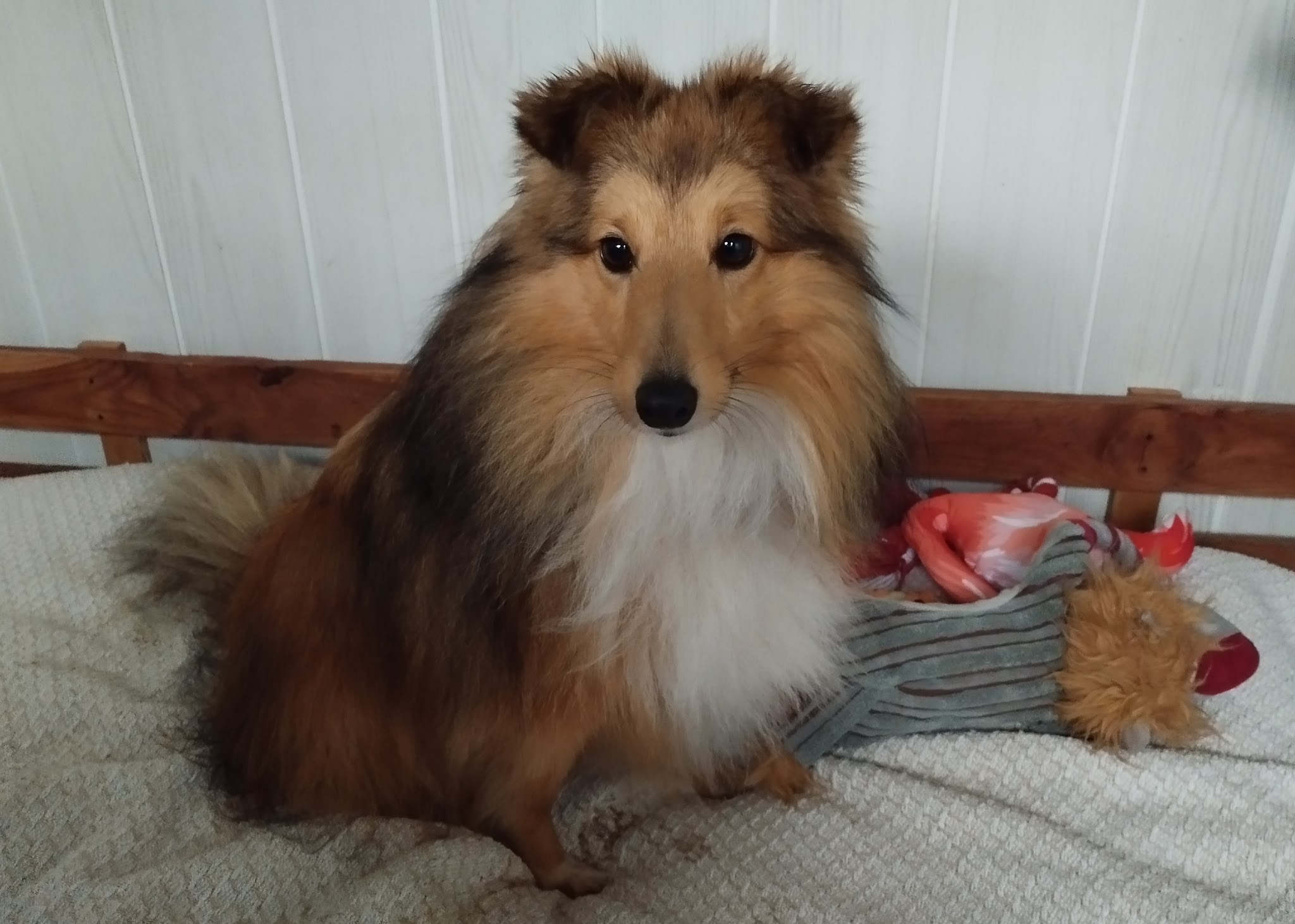 L auberge canine — photo