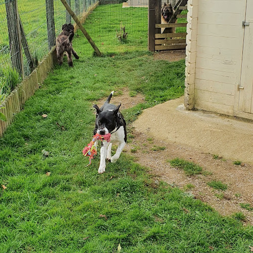 L auberge canine