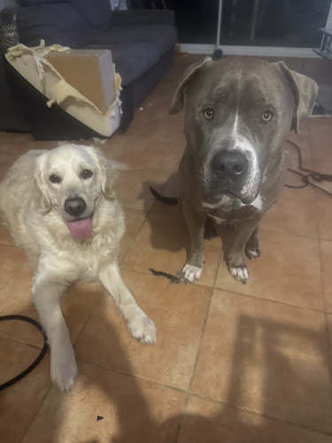 Atlantic Animal Services