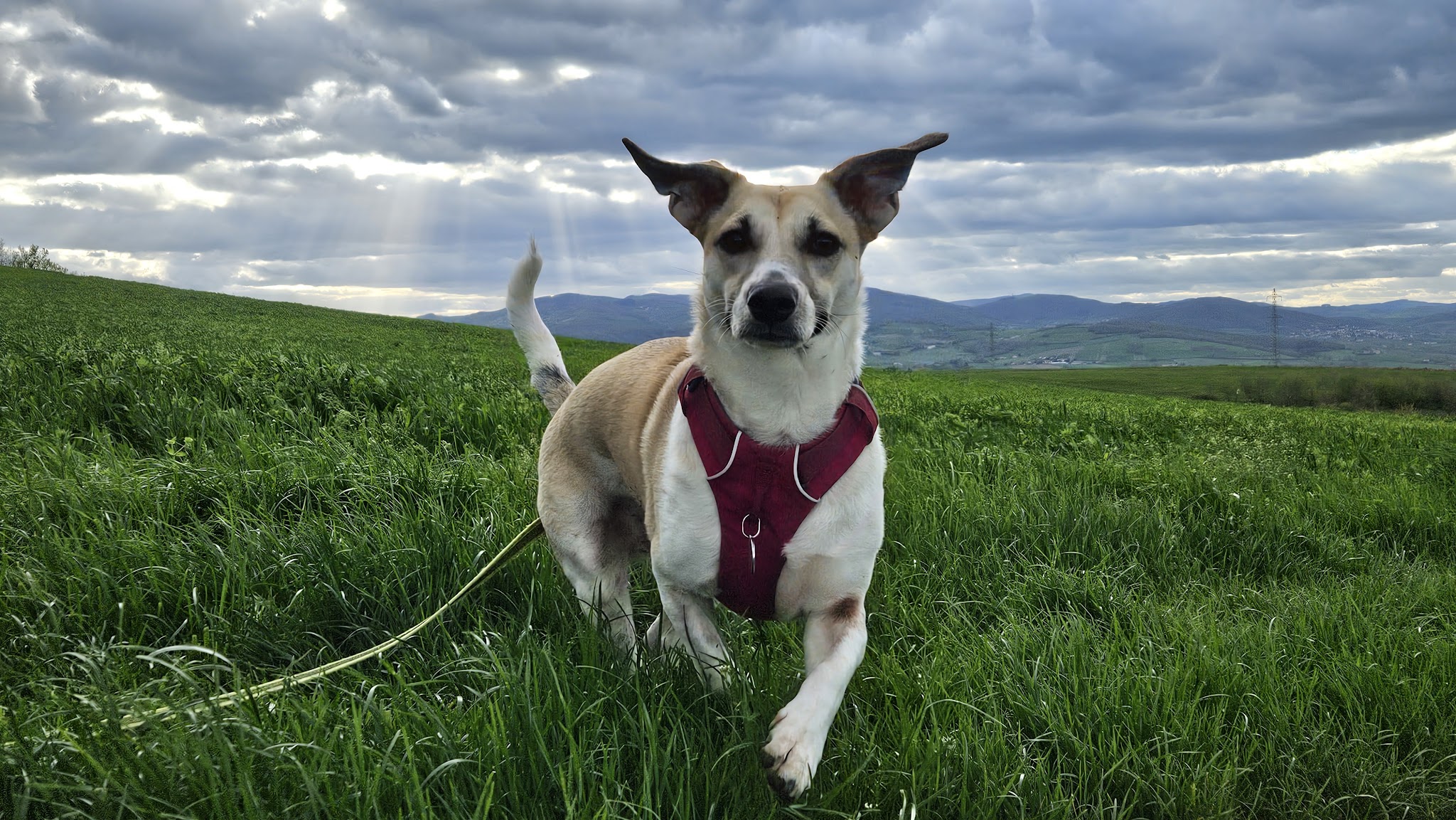Pompons et Coussinets - Petsitting sud Brionnais — photo