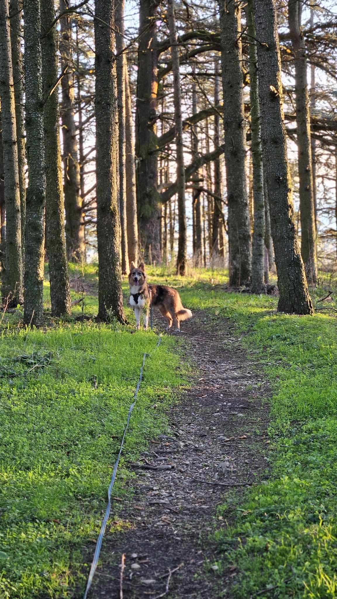 Pompons et Coussinets - Petsitting sud Brionnais — photo