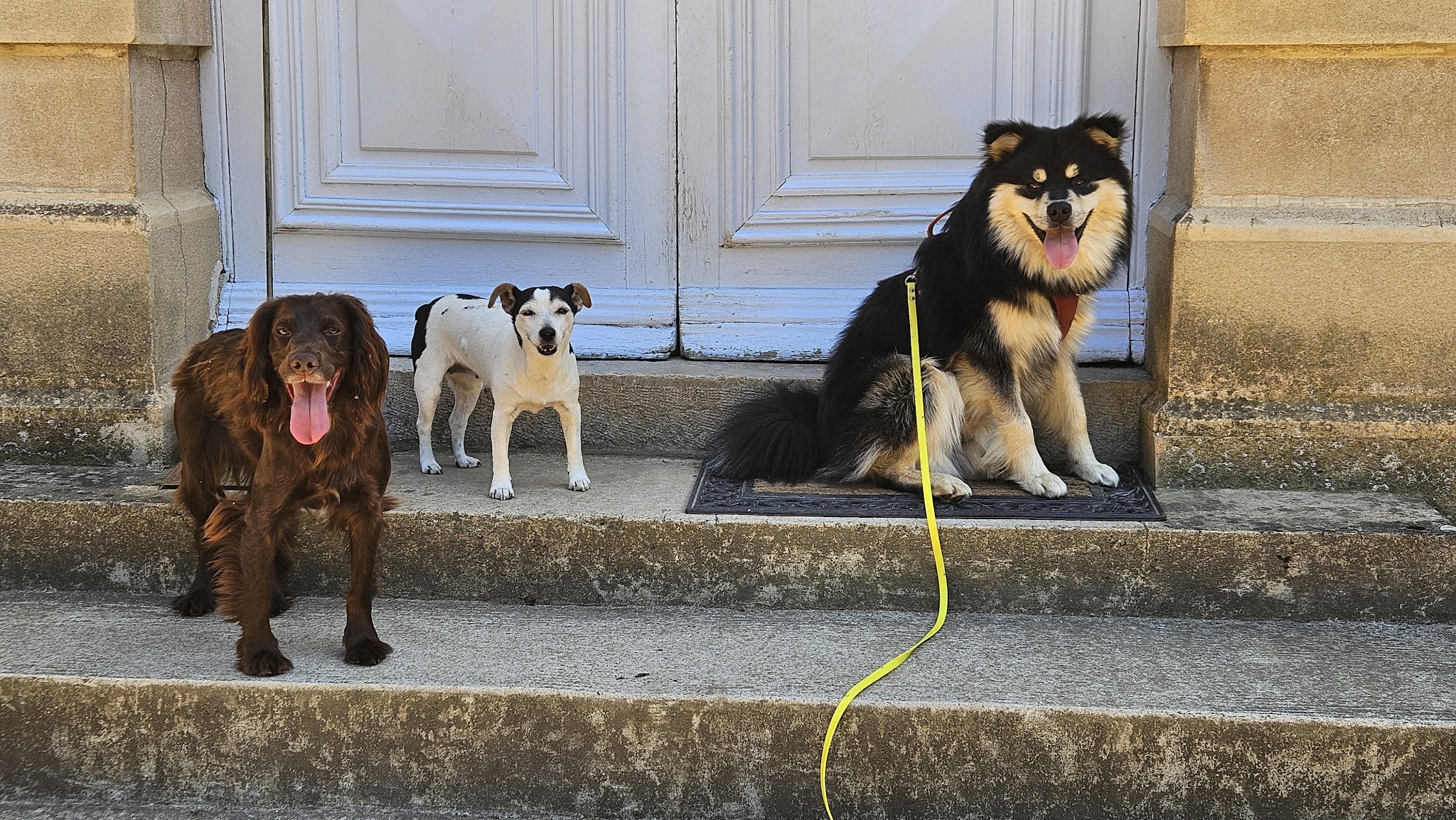 Pompons et Coussinets - Petsitting sud Brionnais — photo