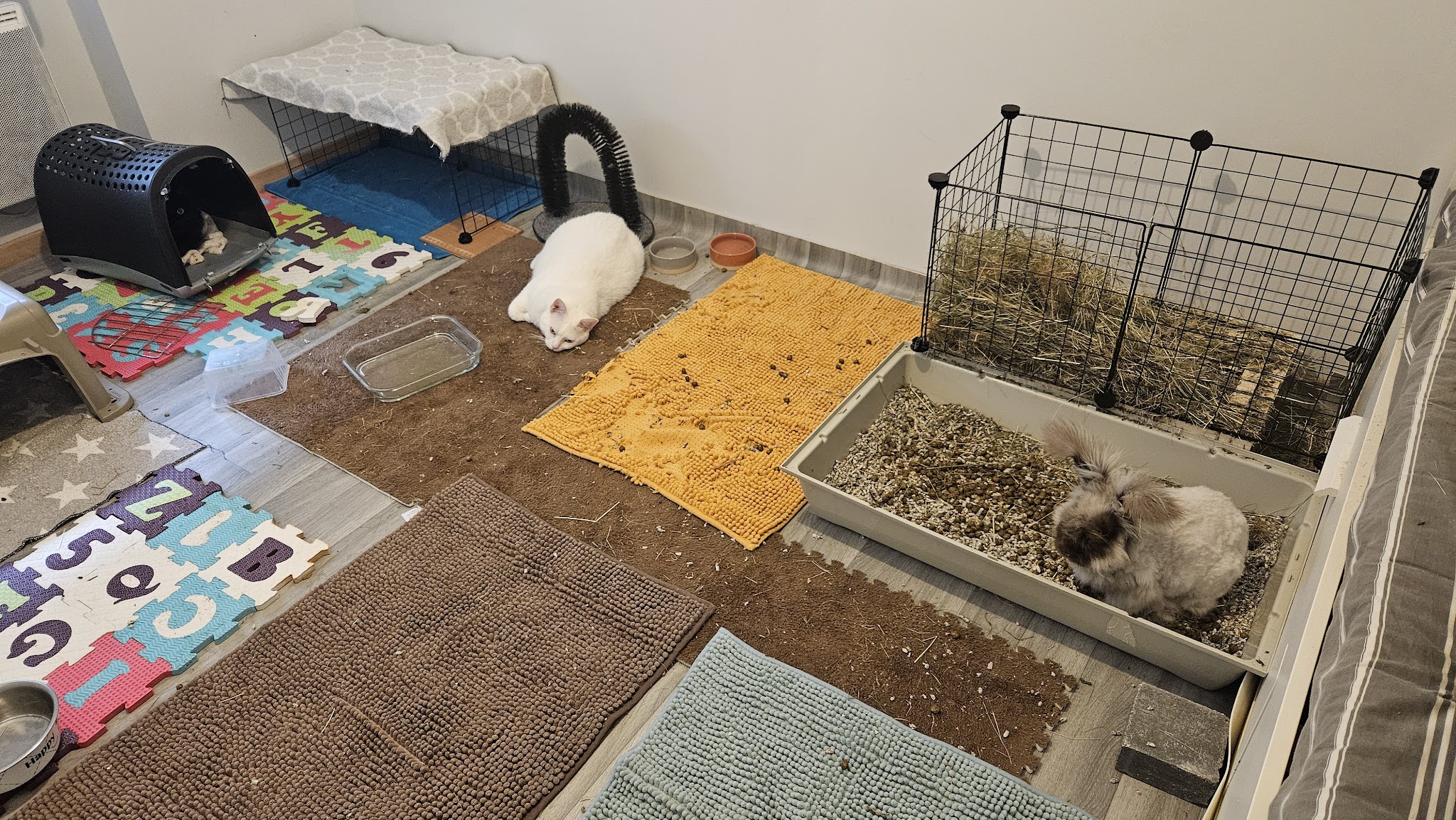 Pompons et Coussinets - Petsitting sud Brionnais