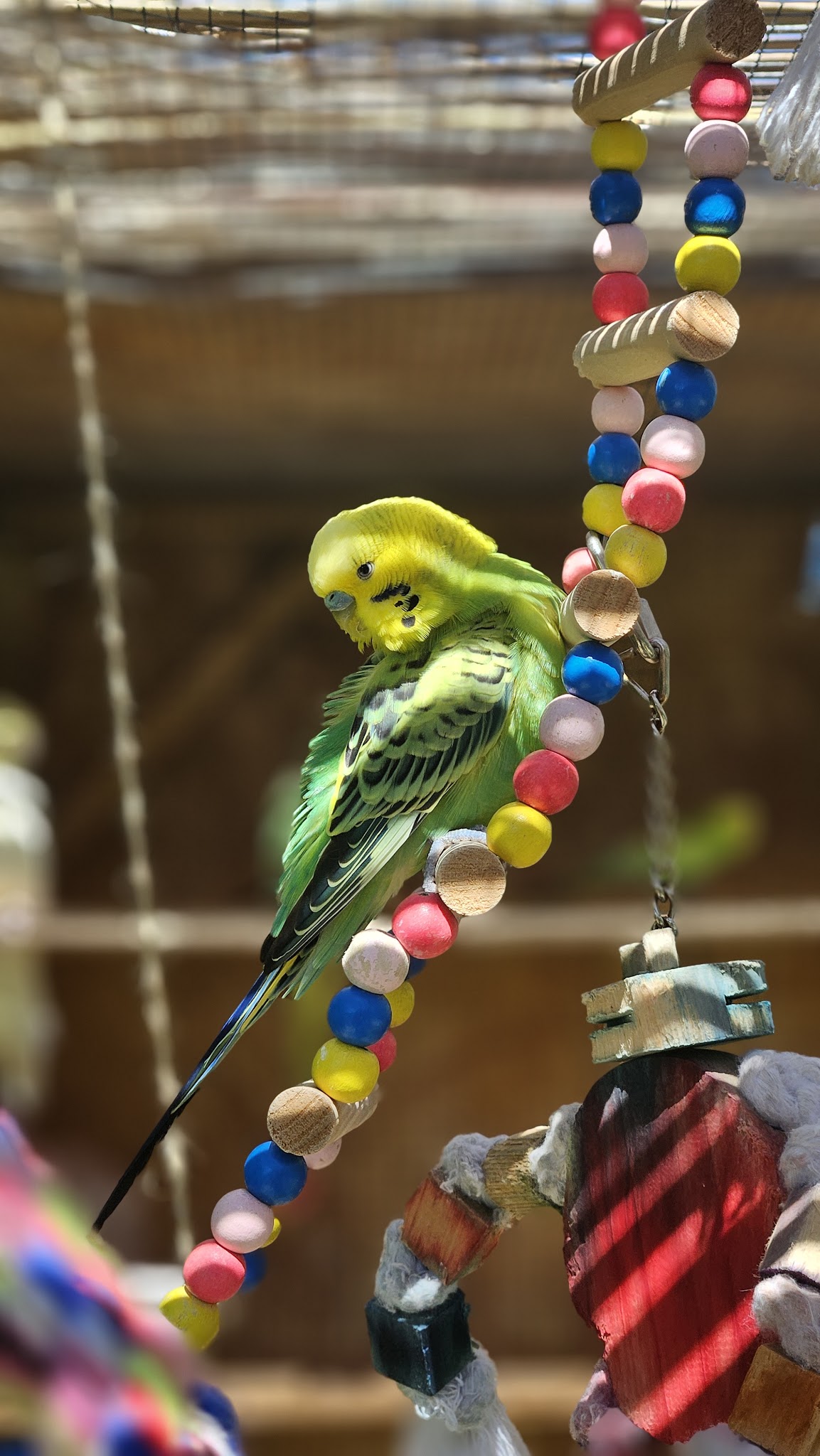Pompons et Coussinets - Petsitting sud Brionnais — photo
