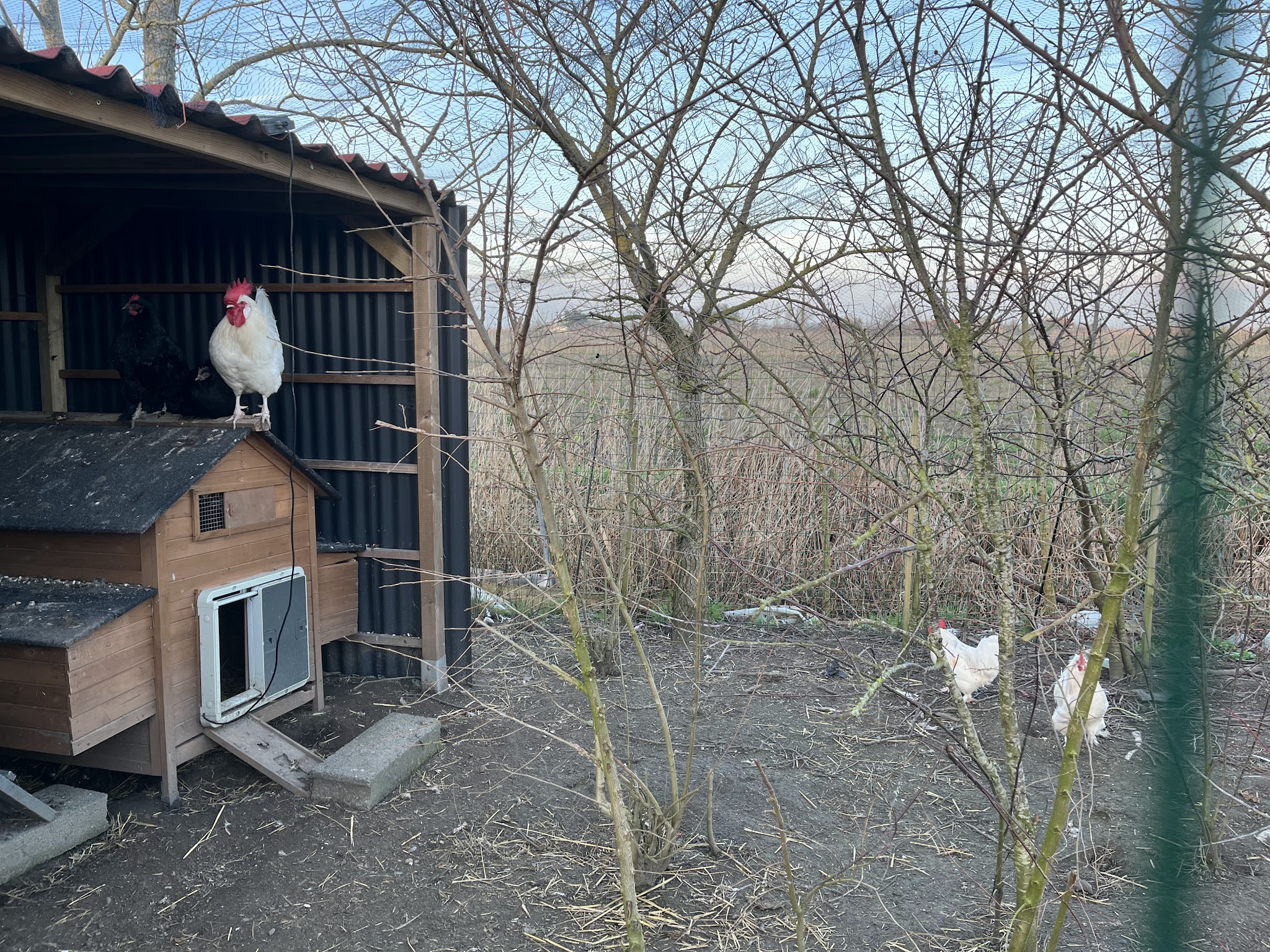 Pension canine Au bonheur à 6 pattes — photo
