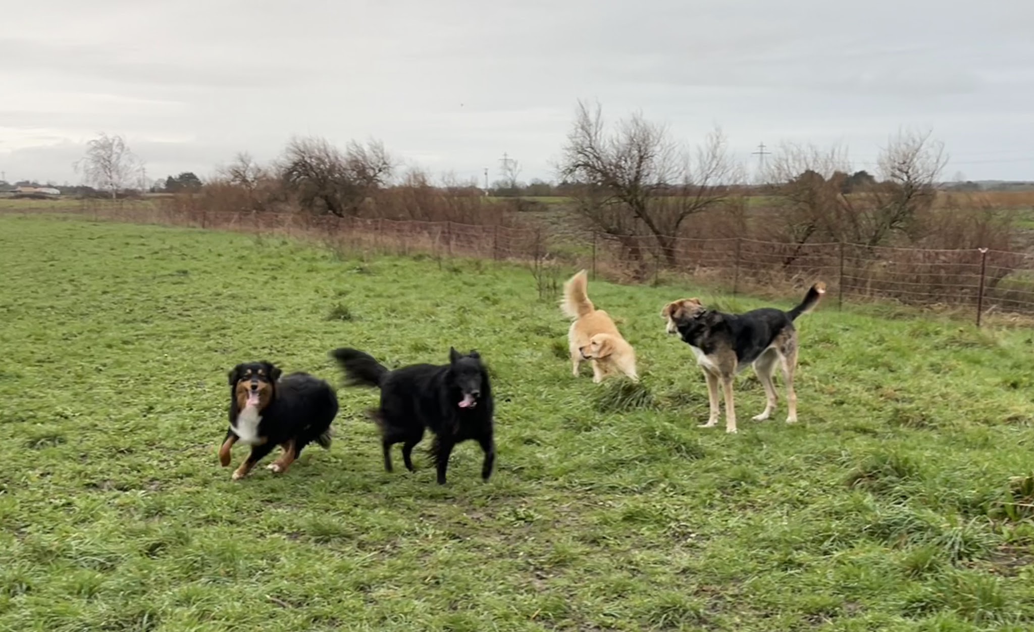 Pension canine Au bonheur à 6 pattes