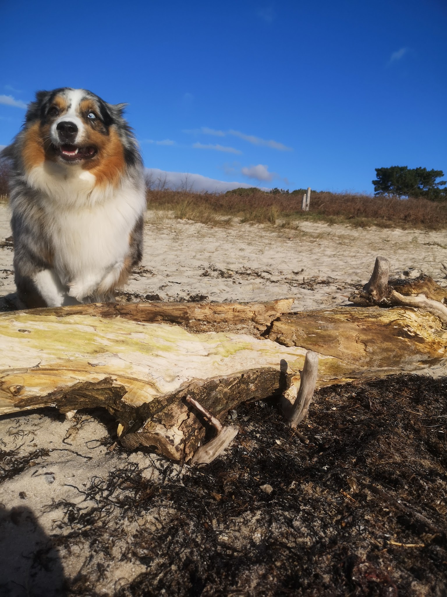 mon Animal sans Moi — photo