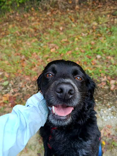 Pet-sitter professionnelle - Mérédith