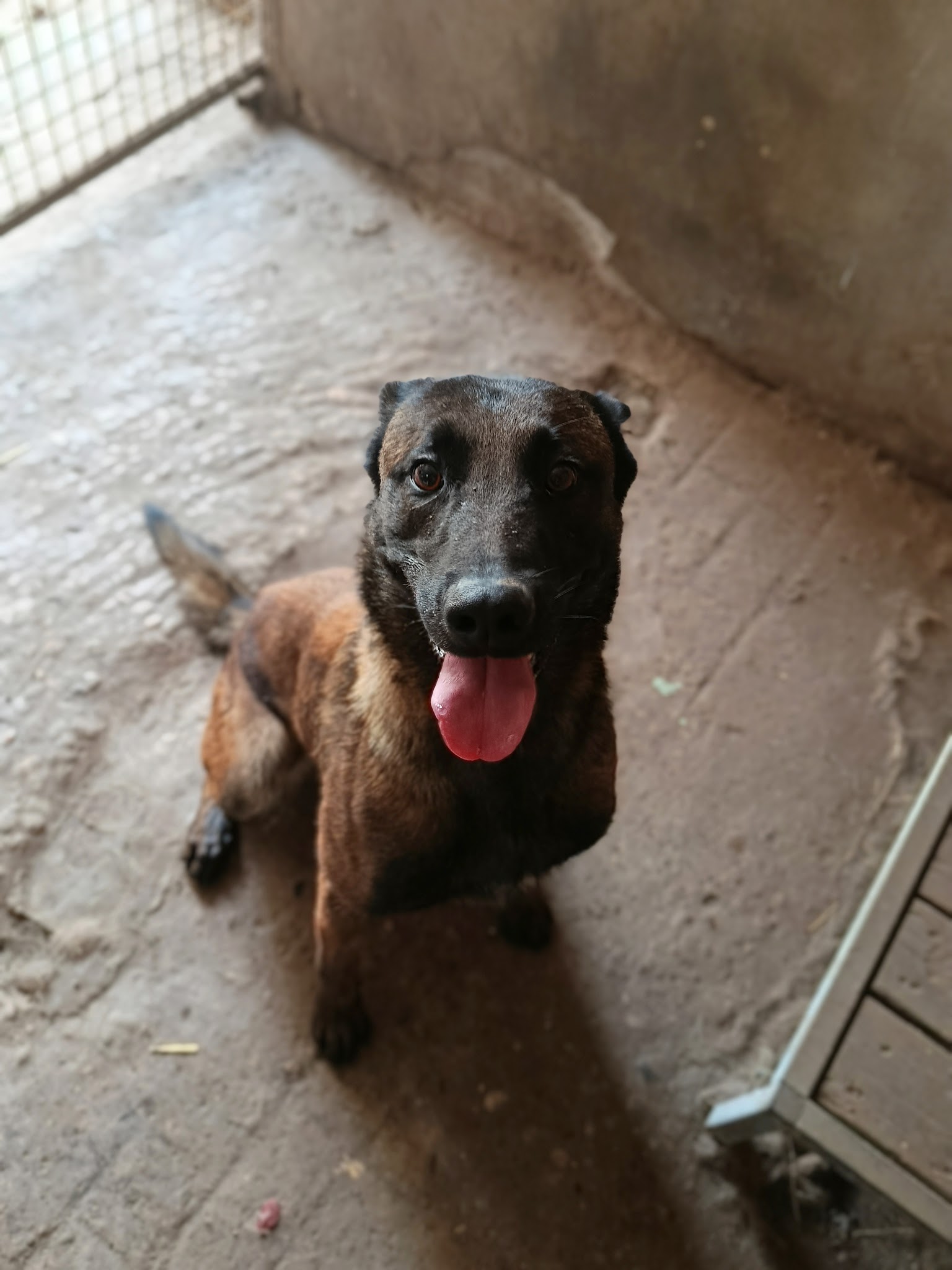 Pet-sitter professionnelle - Mérédith — photo