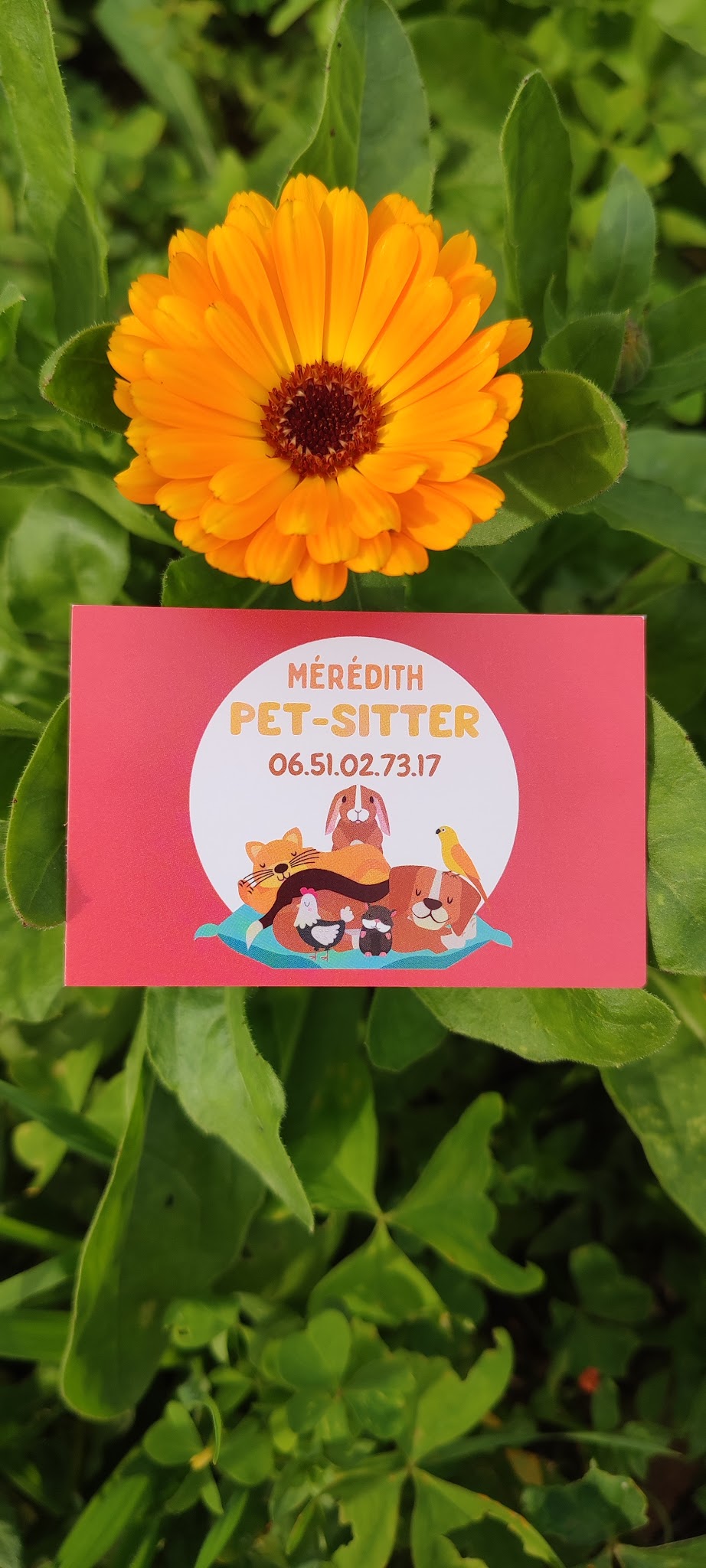 Pet-sitter professionnelle - Mérédith — photo