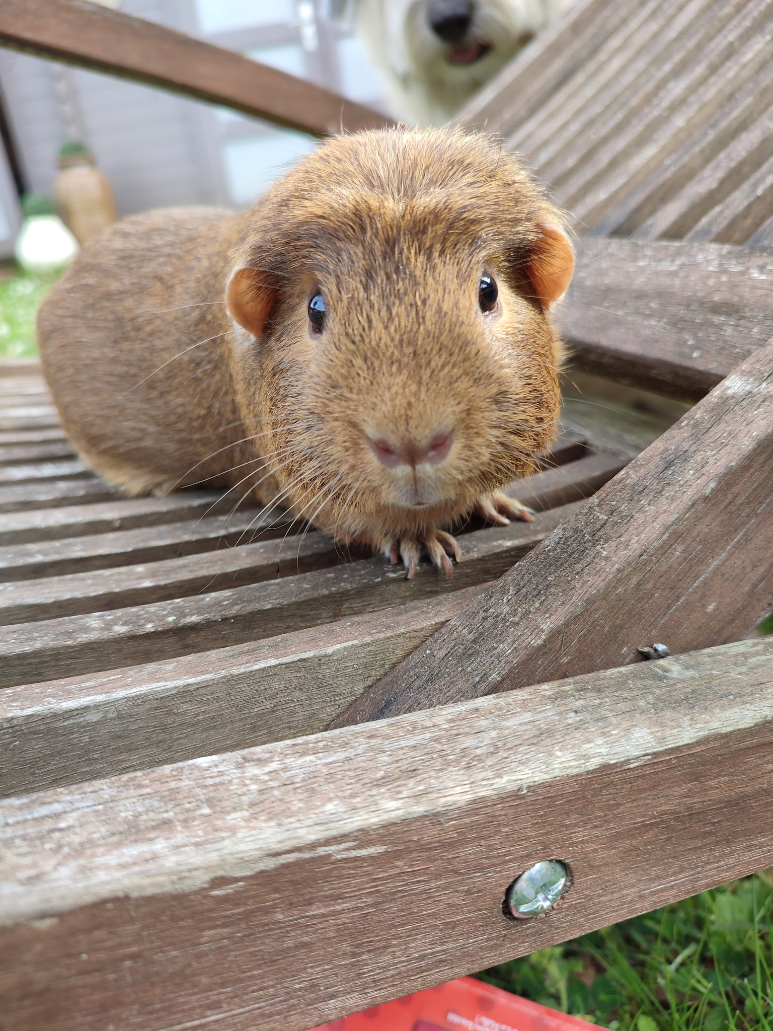 Pet-sitter professionnelle - Mérédith — photo