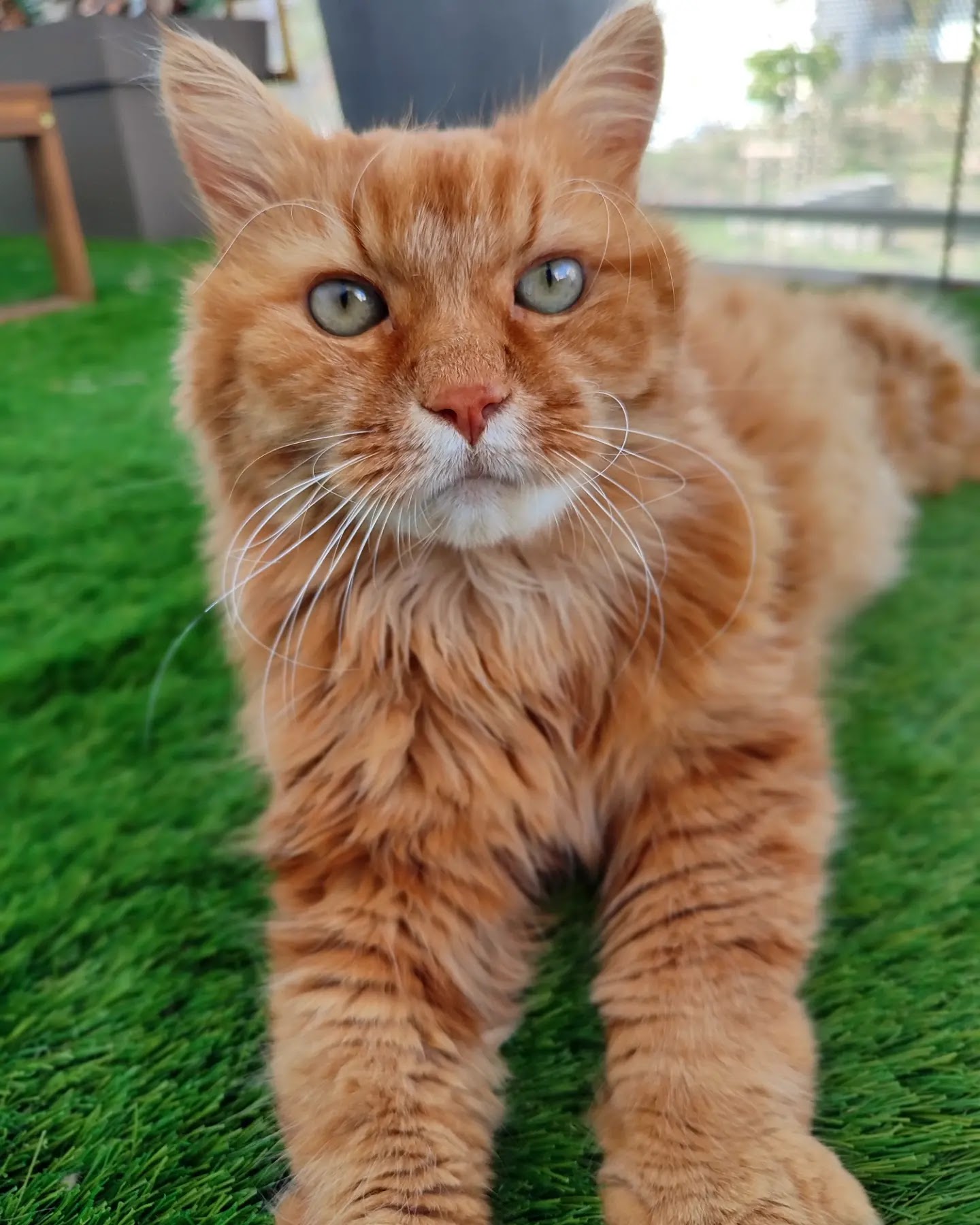Pet-sitter professionnelle - Mérédith — photo